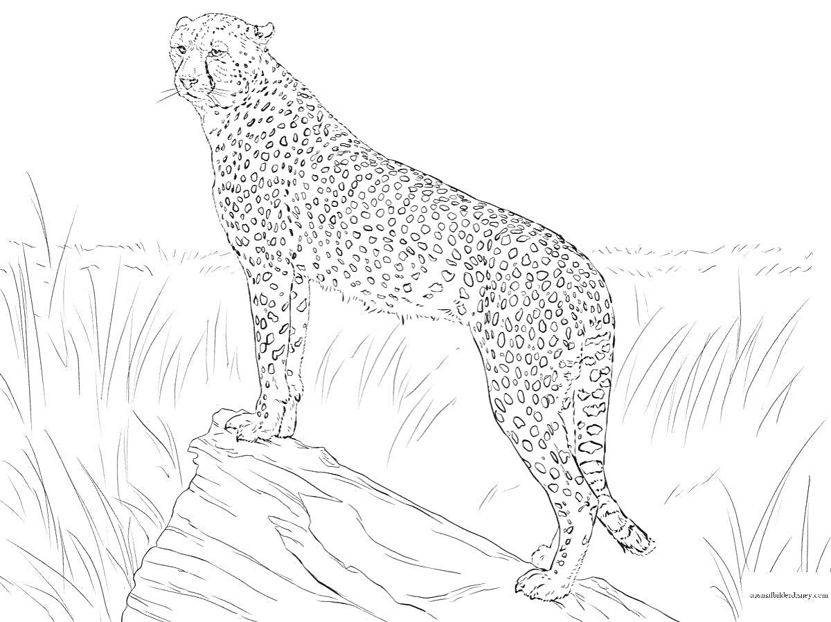 На раскраске изображено: Гепард, Трава, Дикие животные, Природа, Африка