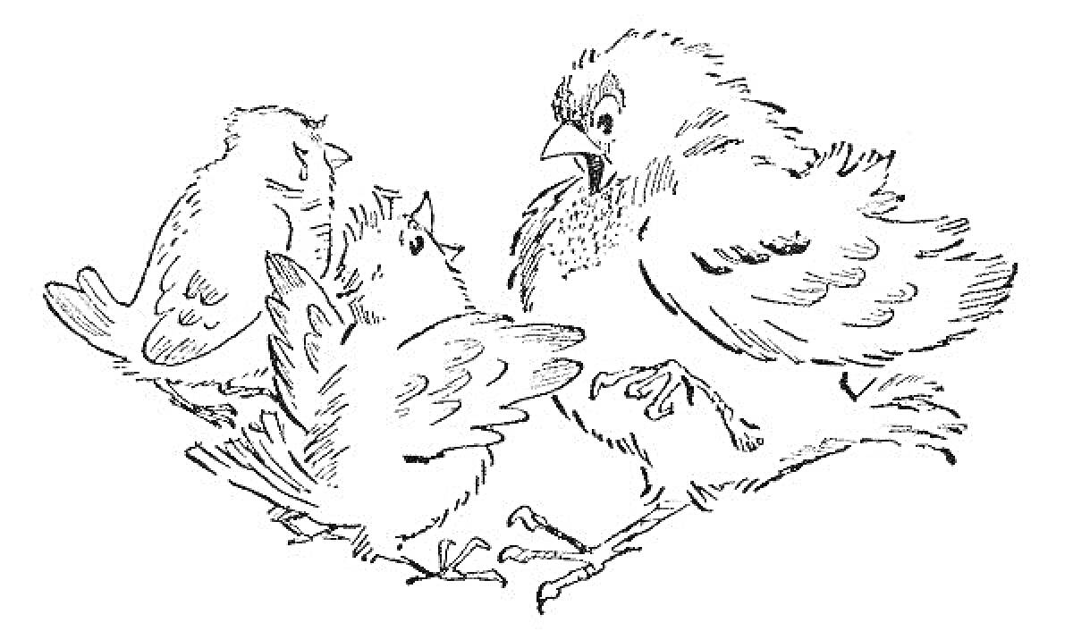 Раскраска Воробей с растрепанными перьями и два птенца