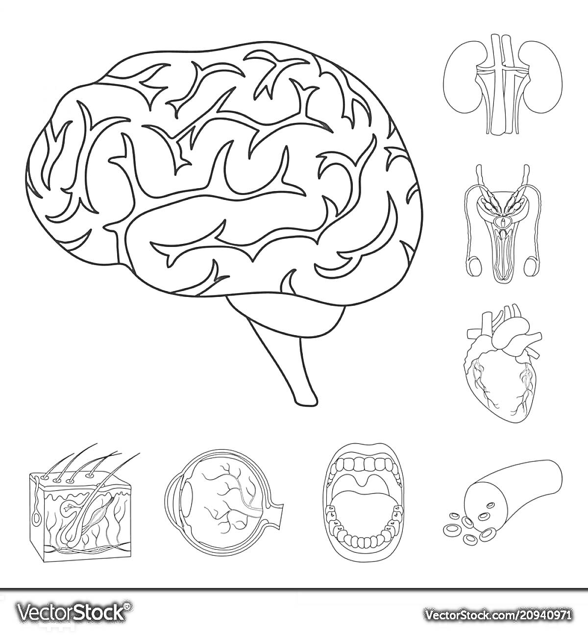 На раскраске изображено: Мозг, Почки, Мочевой пузырь, Кожа, Зубы, Кровь, Внутренние органы, Анатомия, Медицина, Здоровье