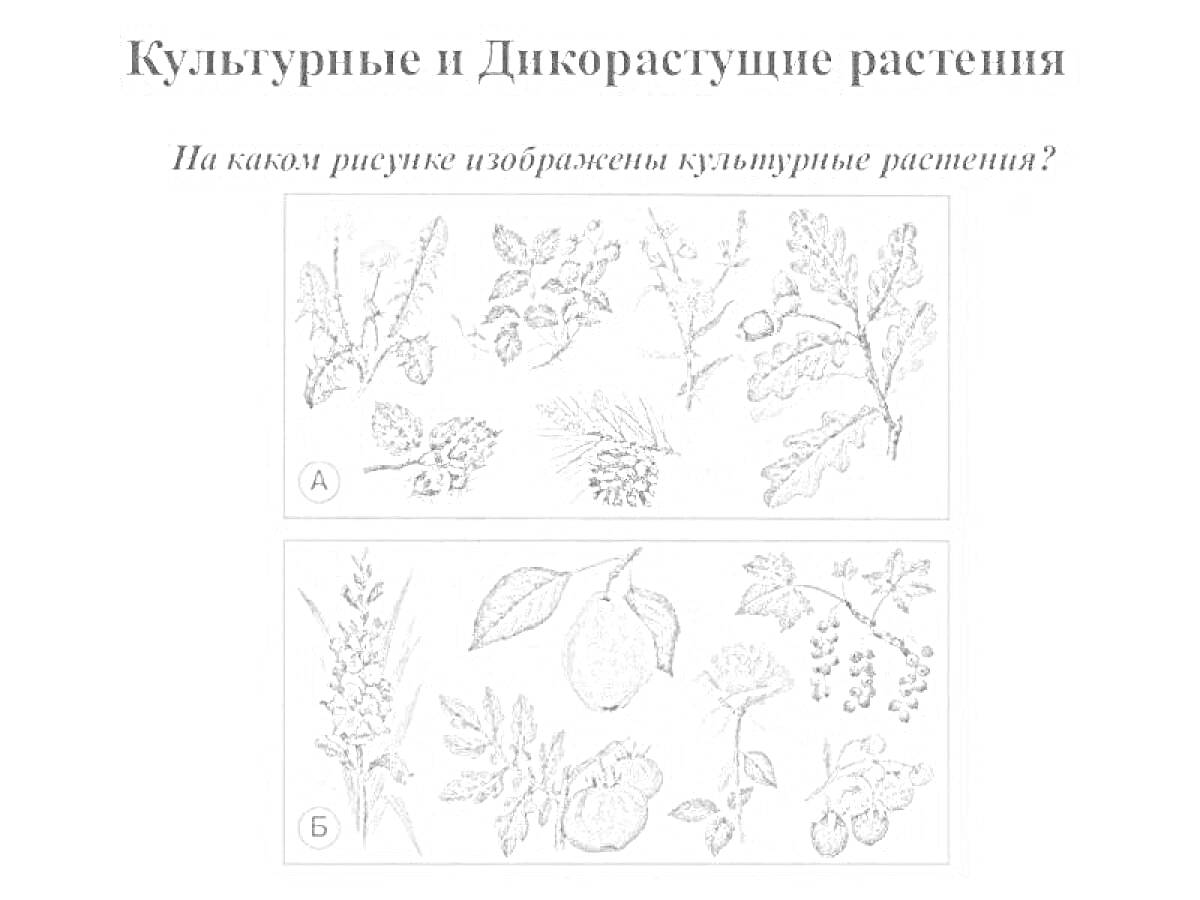 Раскраска Культурные и дикорастущие растения: ветви и листья с шишками, ягодами и орехами