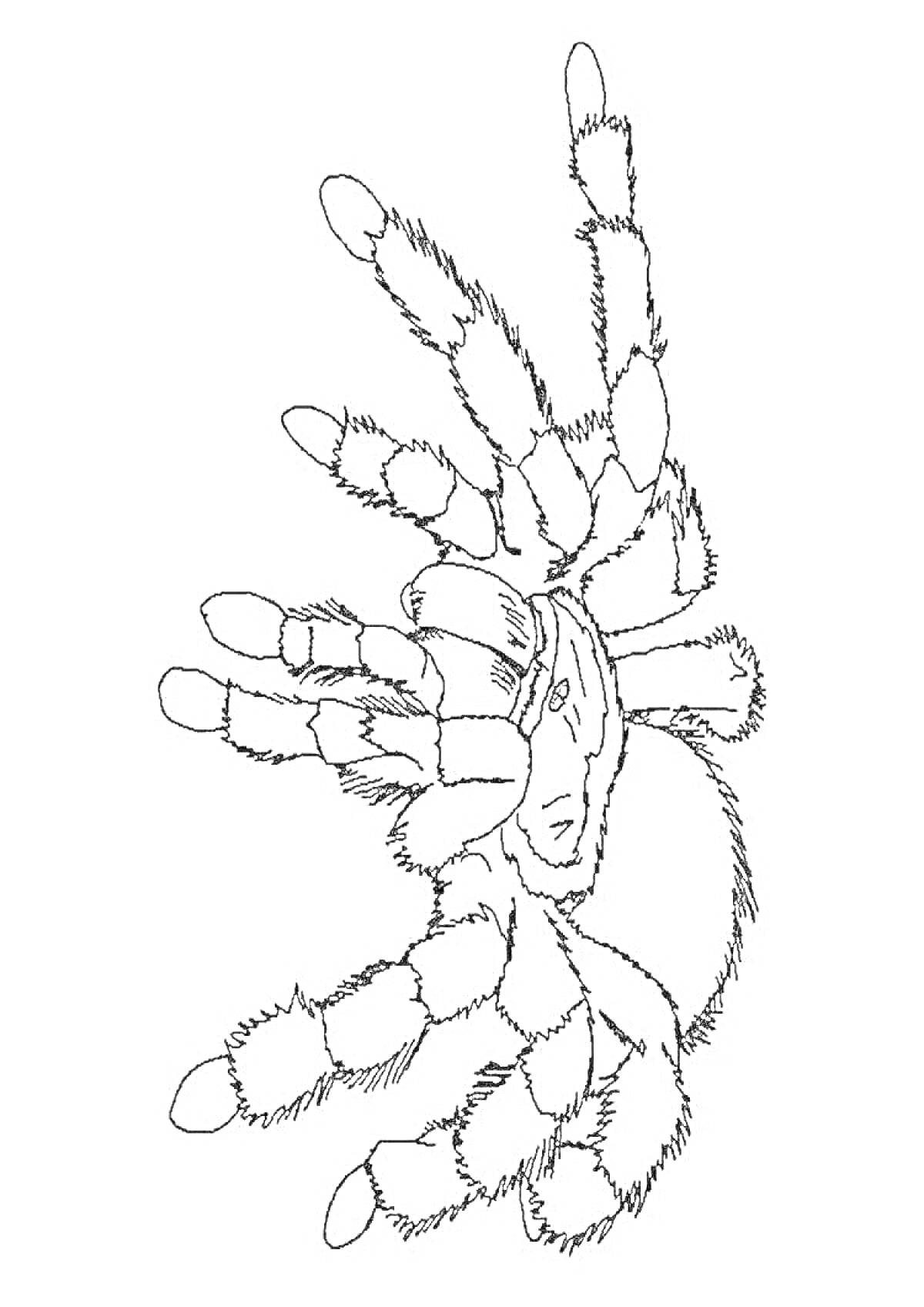 Раскраска Тарантул, изображение паука с пушистыми ногами