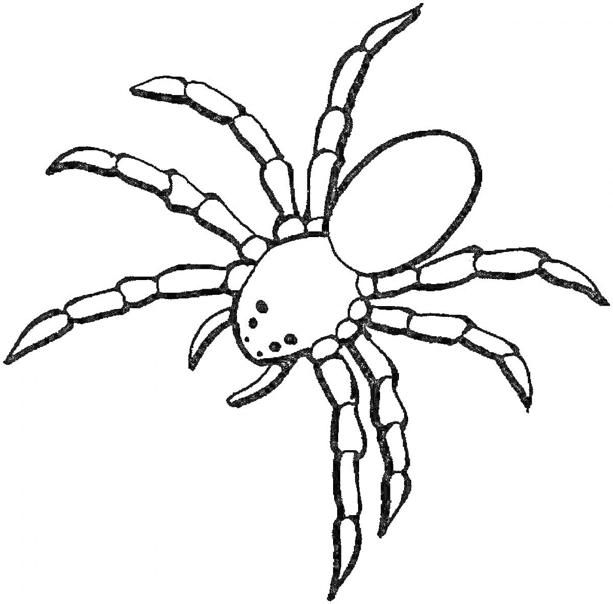 паук с восемью ногами и головой, нарисованный для раскраски