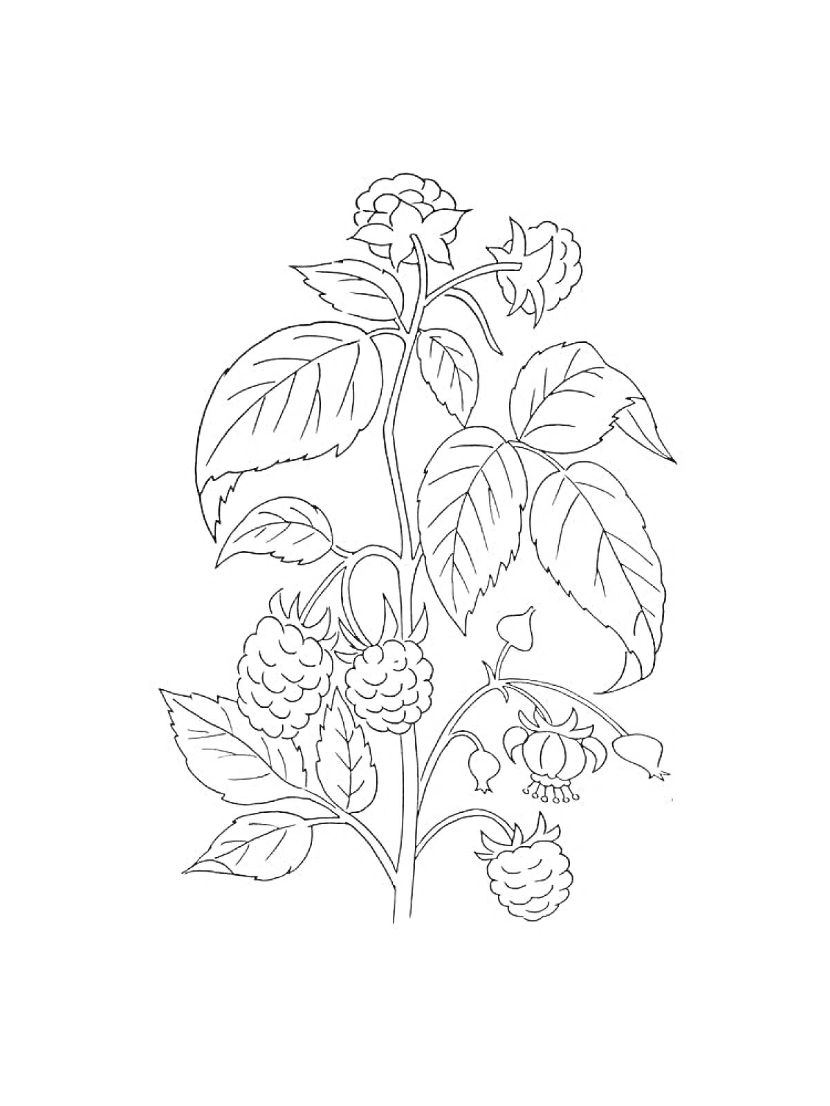 На раскраске изображено: Малина, Ягоды, Листья, Природа
