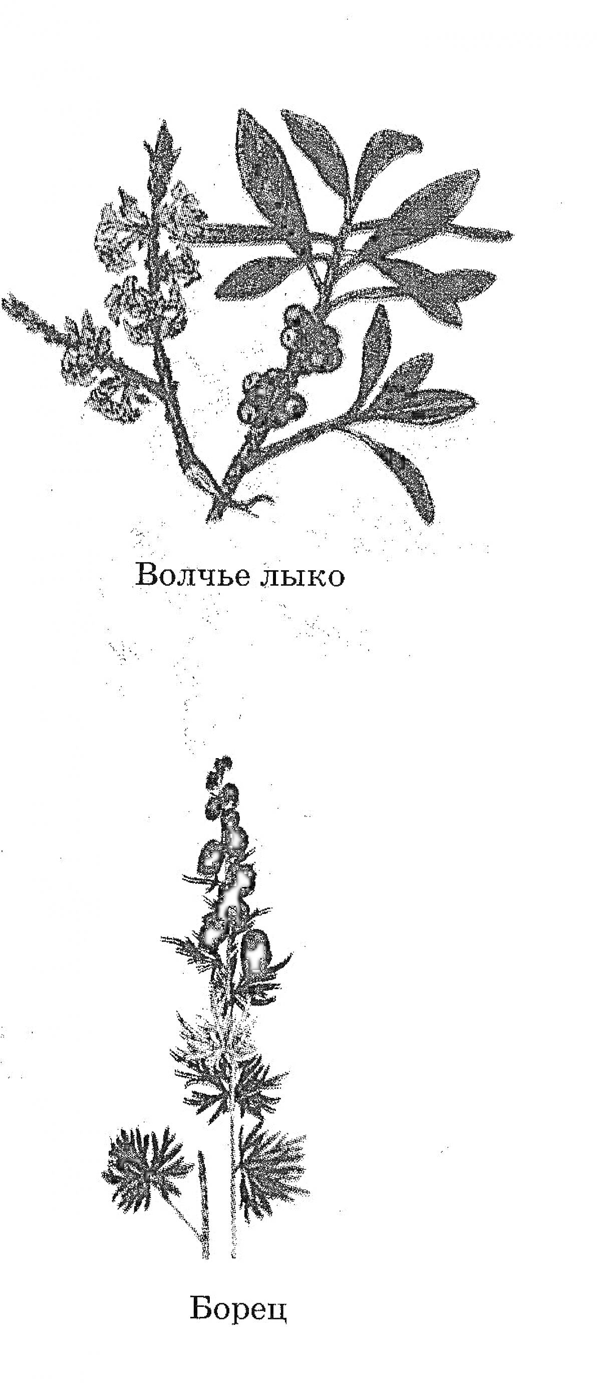 На раскраске изображено: Волчье лыко, Ягоды, Цветы, Борец, Ботаника