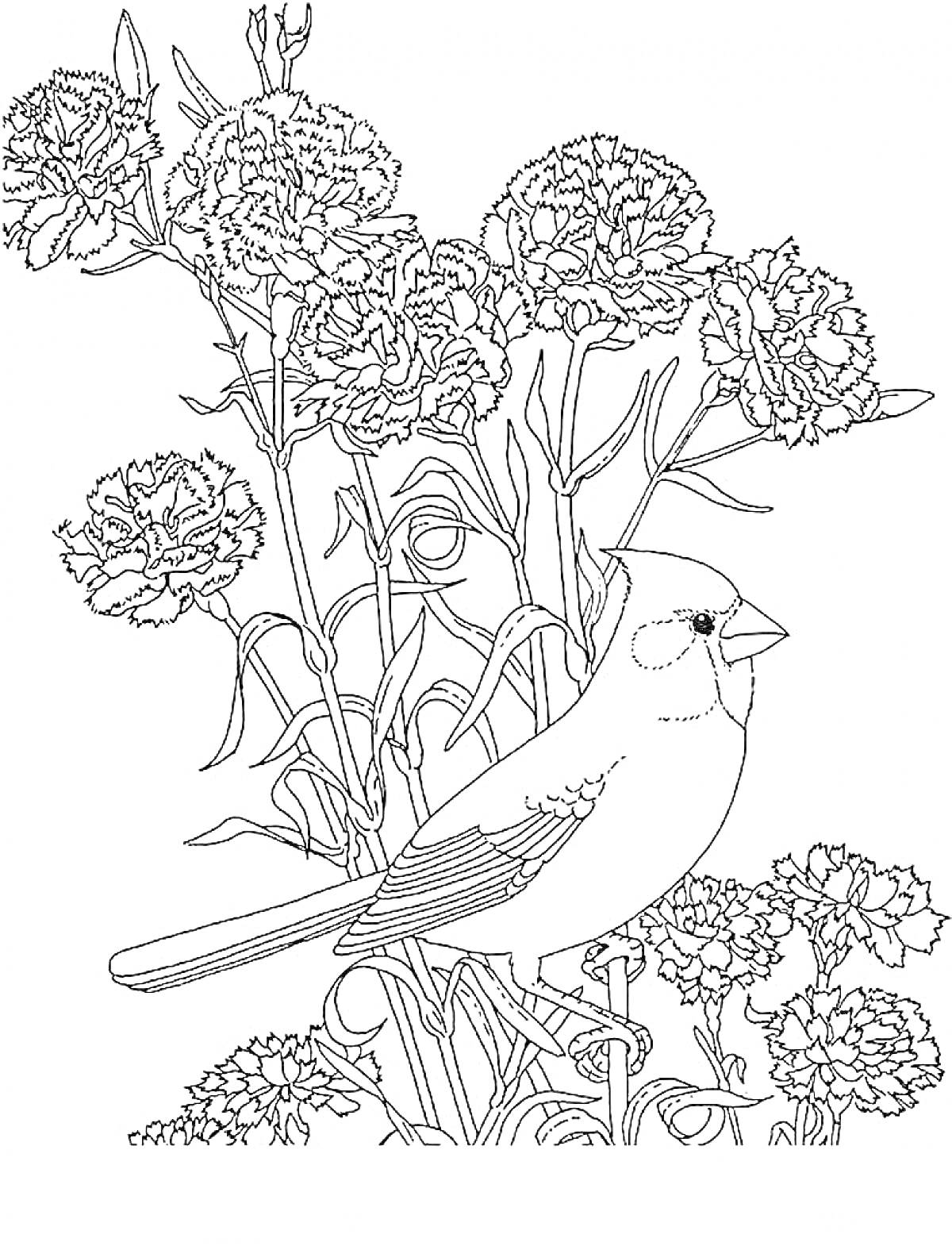 На раскраске изображено: Гвоздика, Цветы, Птица, Природа, Сад