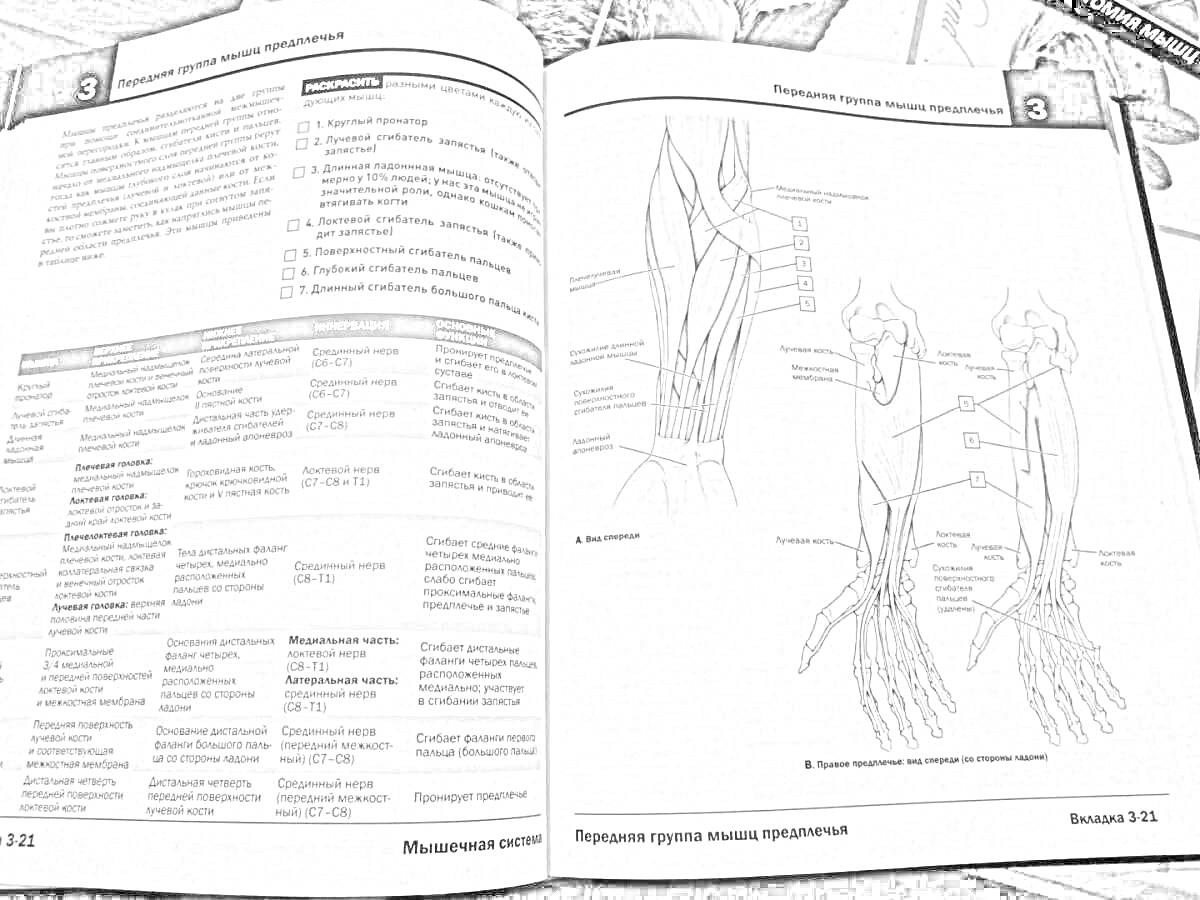 Раскраска Раскрытая книга с таблицами и анатомическими рисунками нервной системы рук