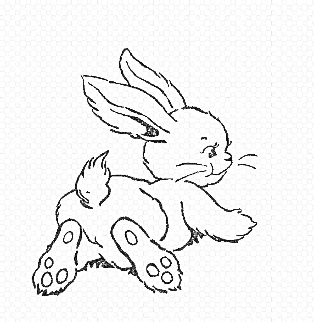 Раскраска Ангорский кролик, смотрящий влево, в лежачем положении с поднятыми передними лапками и видимыми задними лапками