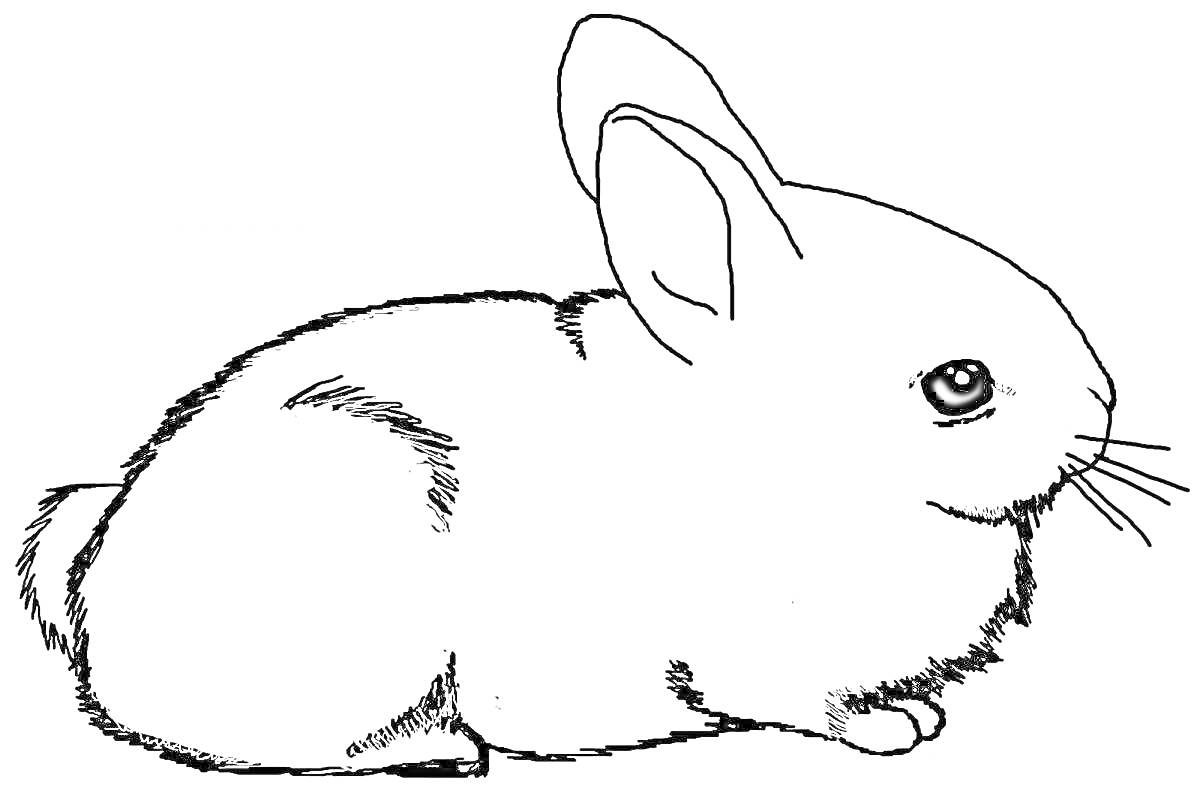 Раскраска Лежащий заяц, вид сбоку, подчеркнута текстура меха, большие уши, виден один глаз и усы