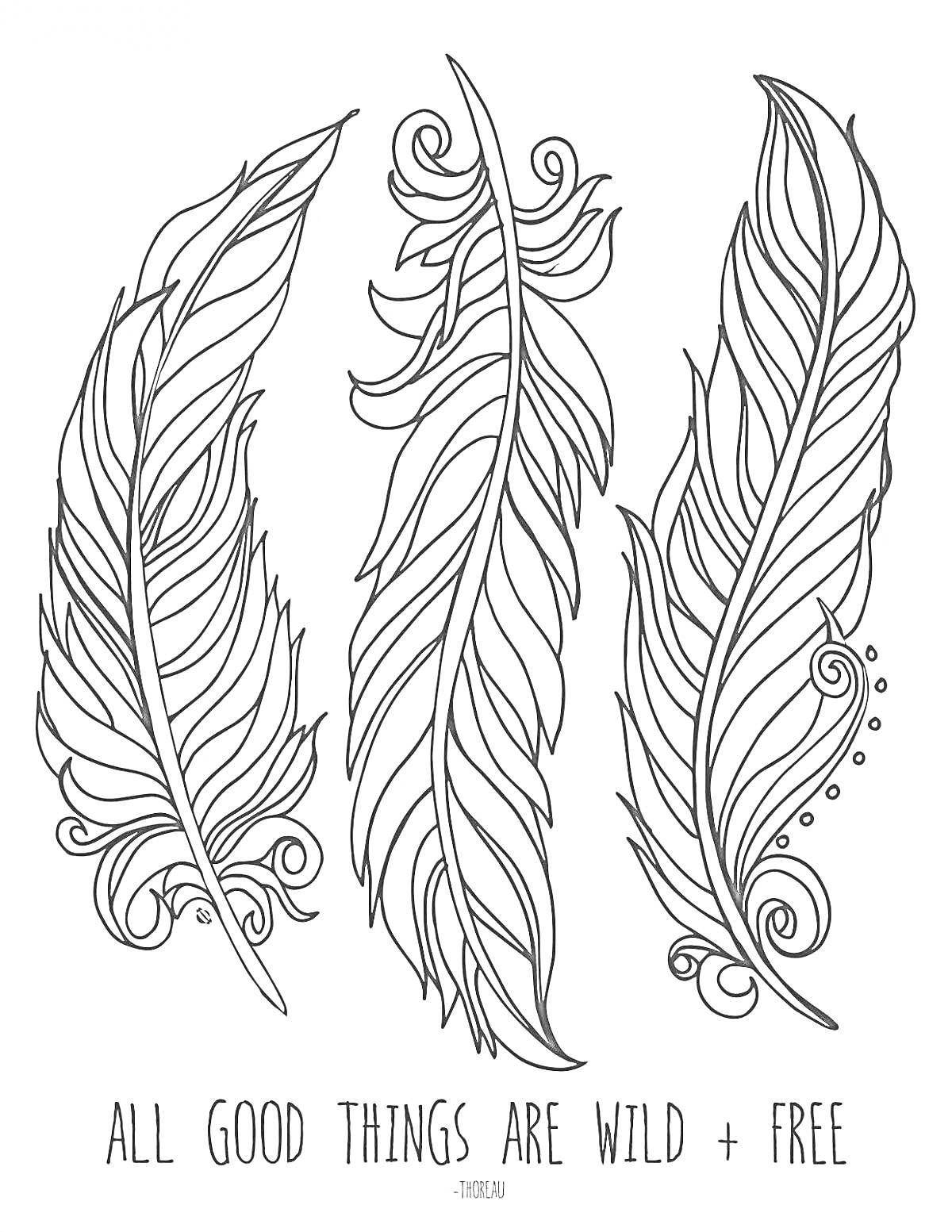 Раскраска три пера жар-птицы с цитатой 