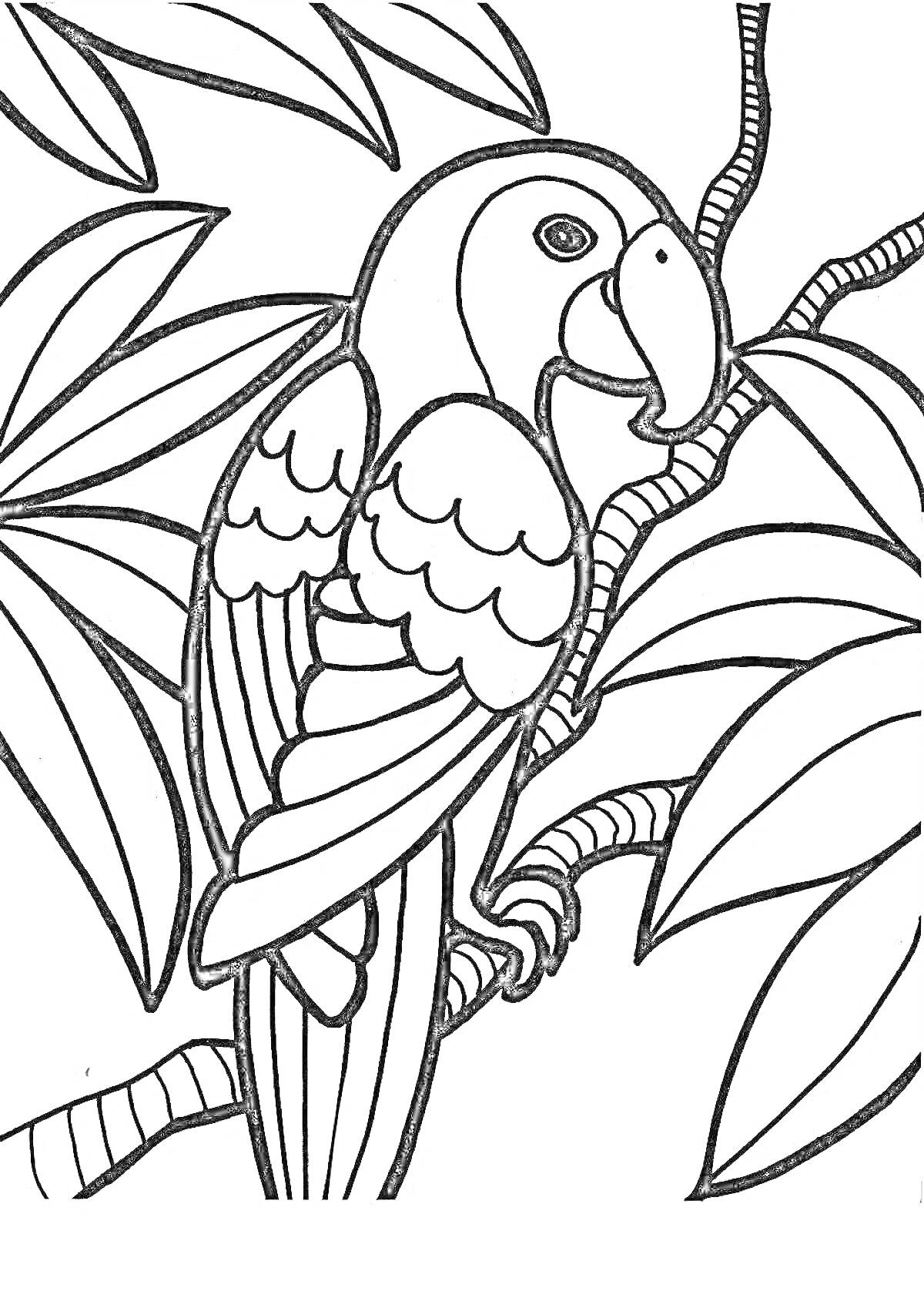 На раскраске изображено: Птица, Ветка, Листья, Природа, Контурное изображение, Попугаи