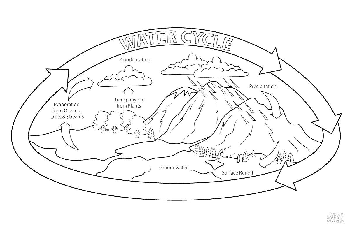 Раскраска круговорот воды в природе, включающий такие элементы как испарение, конденсация, осадки, сток, инфильтрация и транспирация растений