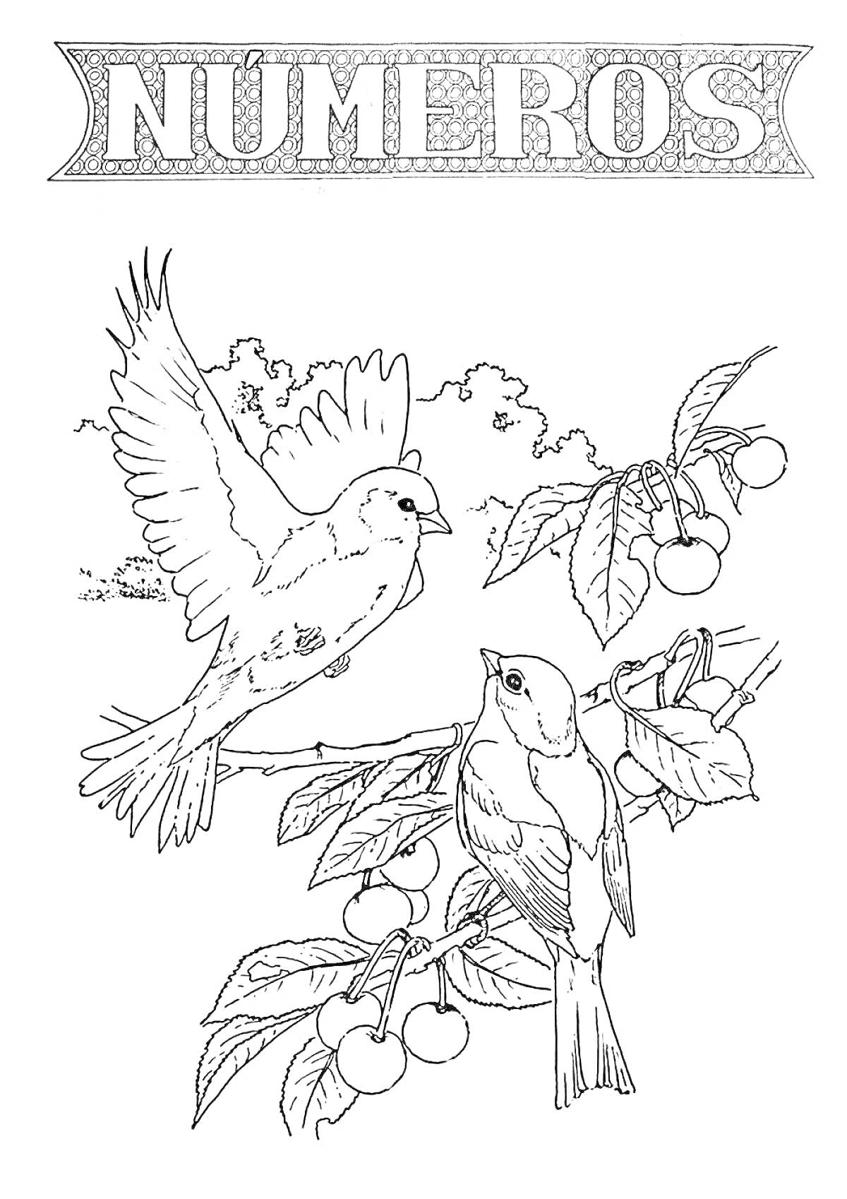 На раскраске изображено: Птица, Ветка, Природа, Сад, Небо, Деревья, Листья