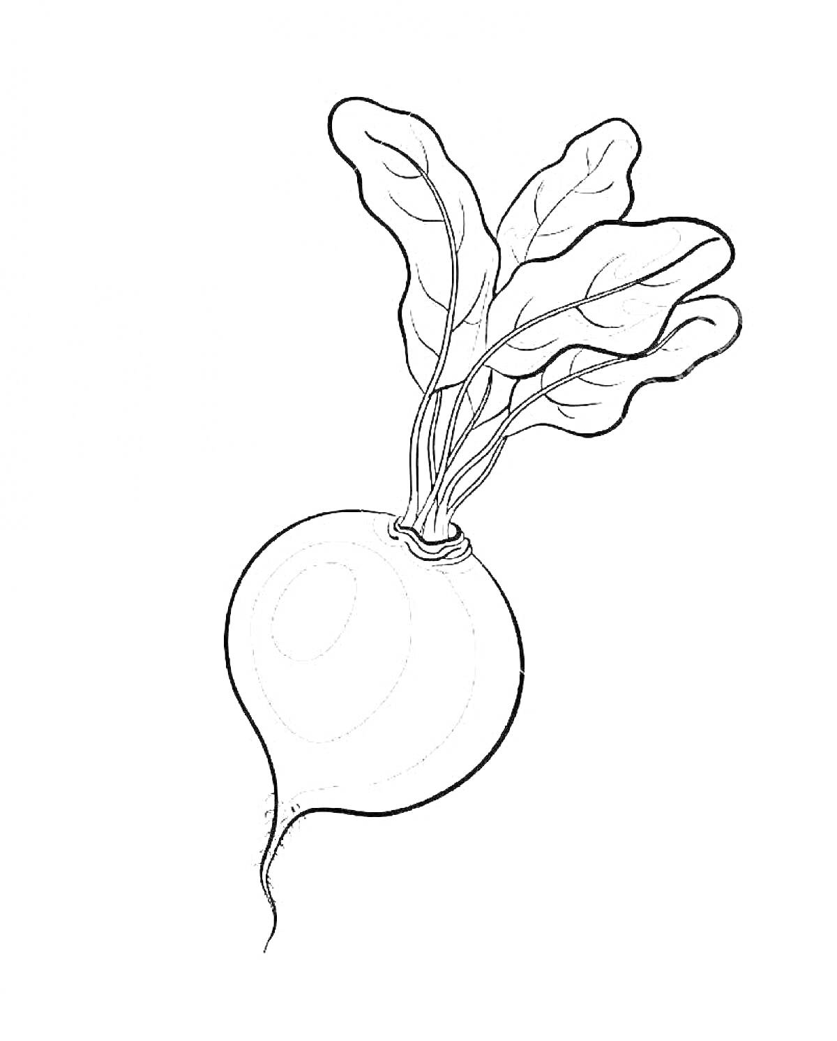 На раскраске изображено: Листья