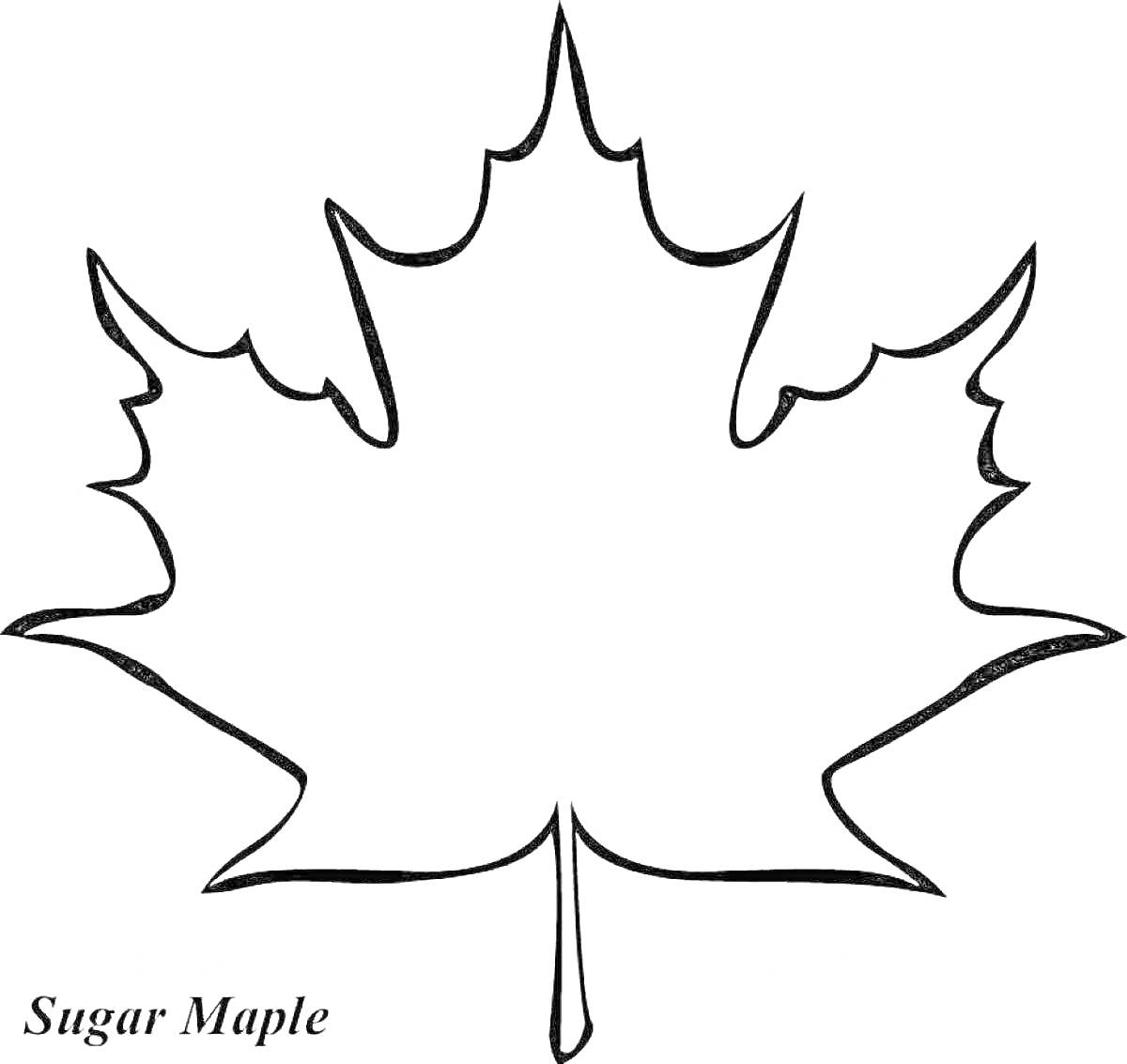 Раскраска Лист кленовый Sugar Maple