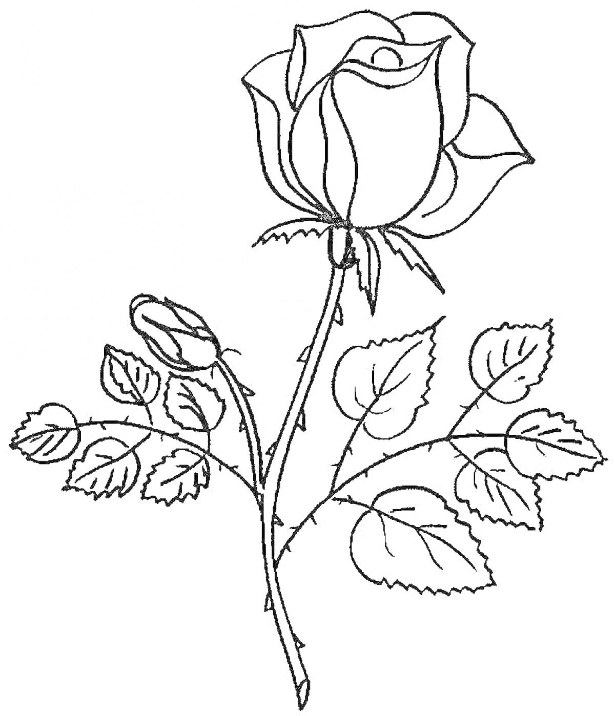 На раскраске изображено: Листья, Ветка, Цветы, Розы, Бутон, Контурные рисунки, Легкие