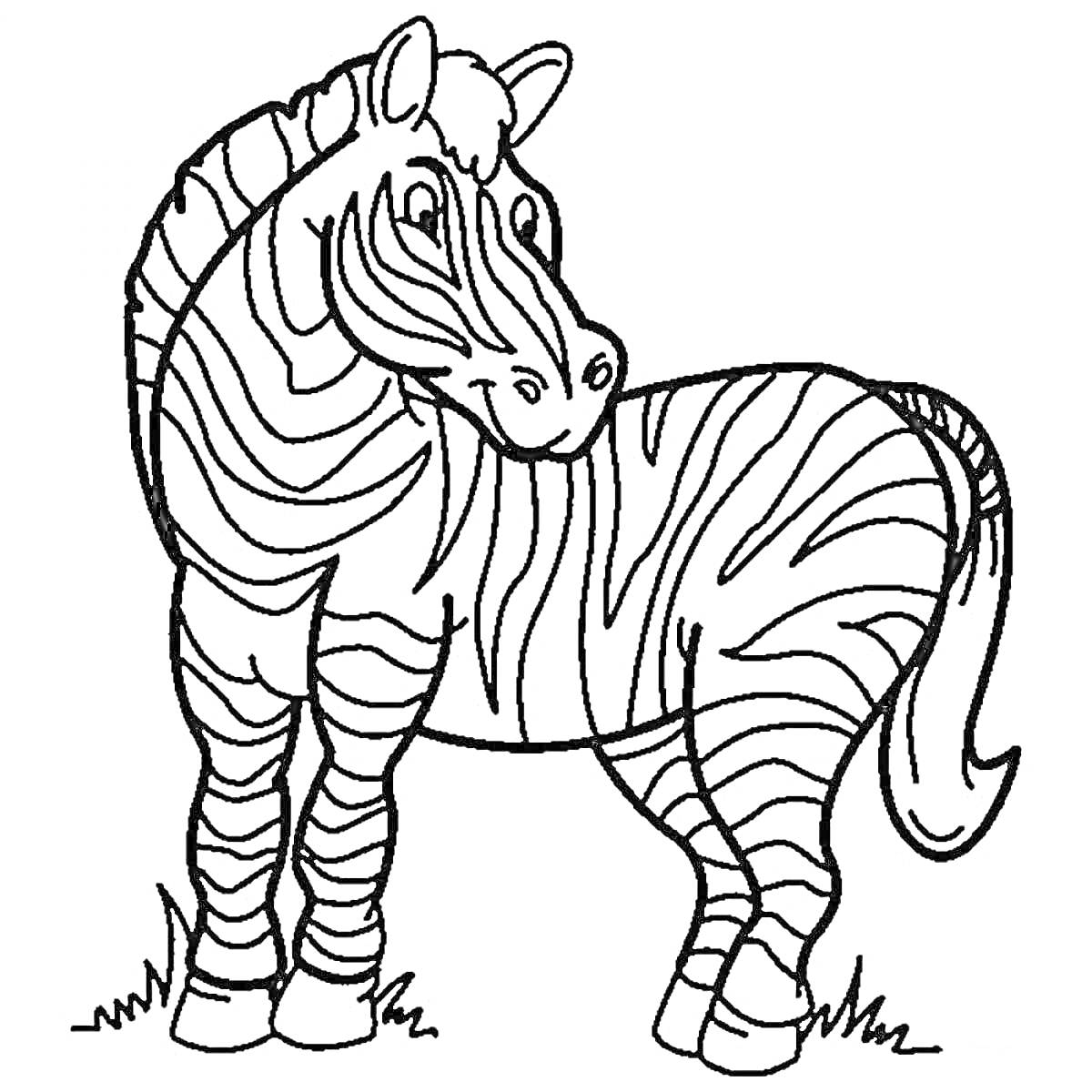 Зебра на траве