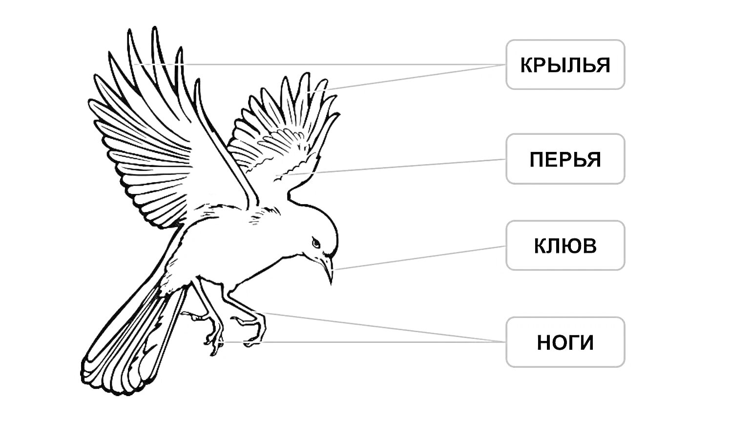 На раскраске изображено: Птица, Крылья, Перья, Клюв, Ноги, Анатомия