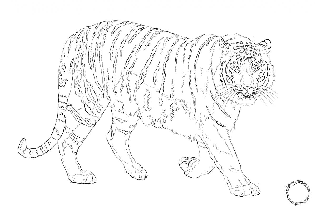 Раскраска Амурский тигр идет, подробный рисунок тигра с полосатым узором на фоне без деталей и печатью в нижнем правом углу