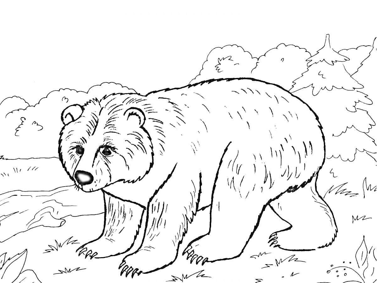 На раскраске изображено: Медведь, Лес, Деревья, Кусты, Ручей, Дикие животные, Природа, Для детей