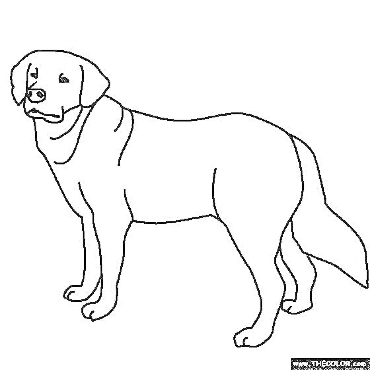 Раскраска контур большой собаки