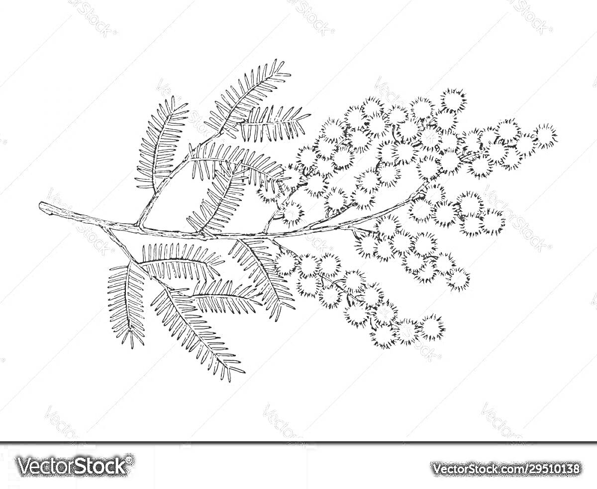 На раскраске изображено: Мимоза, Листья, Цветы, Для детей, Природа