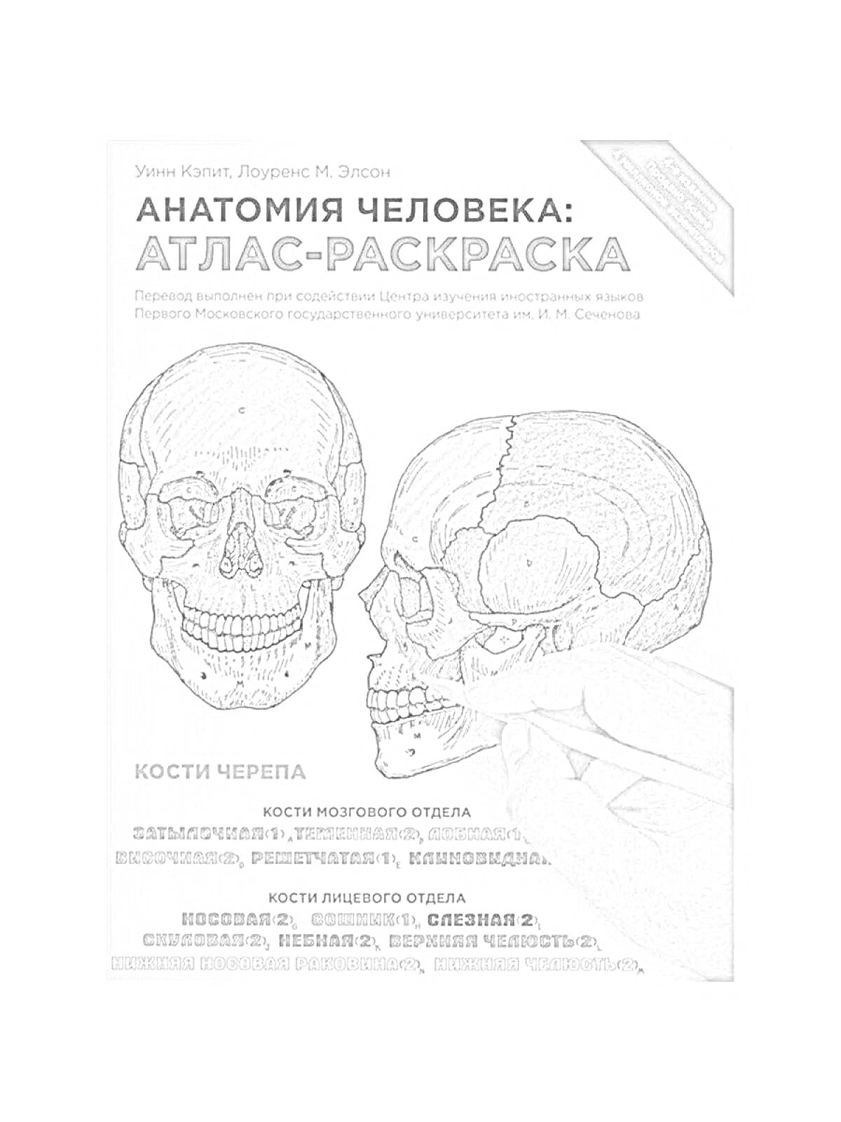 На раскраске изображено: Анатомия, Атлас, Череп