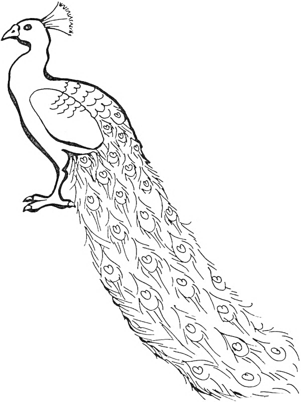 Раскраска павлин с распущенным хвостом, павлин со сложенными крыльями, павлин в профиль, павлин с длинными перьями на хвосте