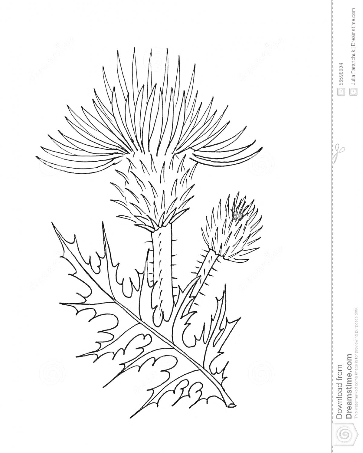 Раскраска Раскраска с чертополохом, два цветка на стеблях и один лист