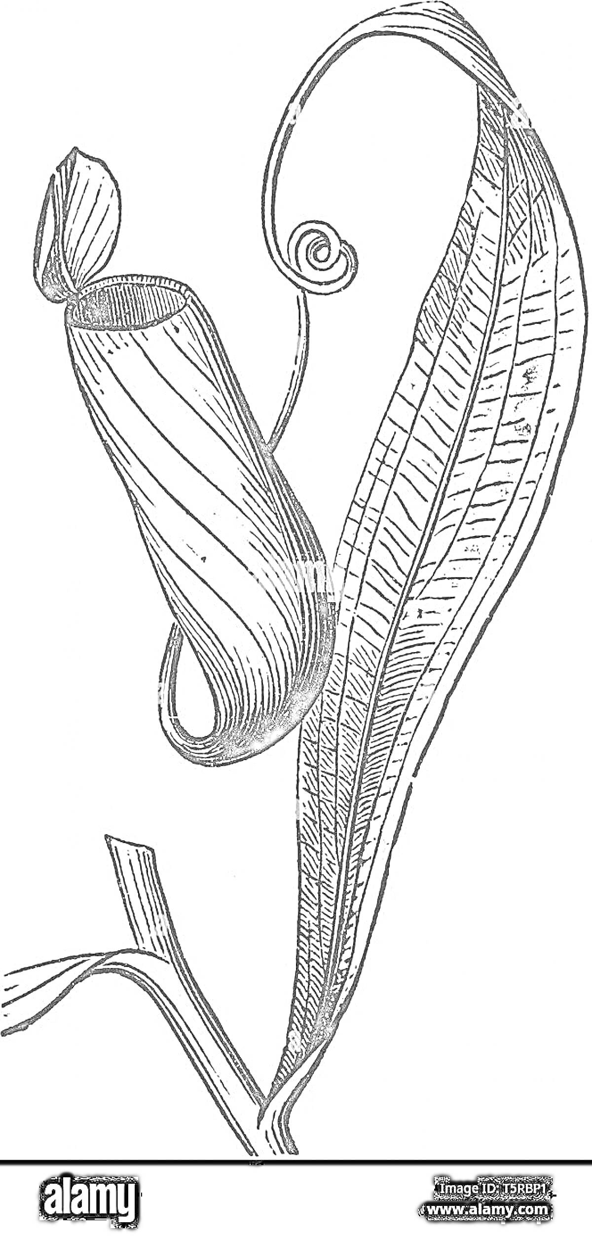 кувшинчик, усик, продолговатый лист