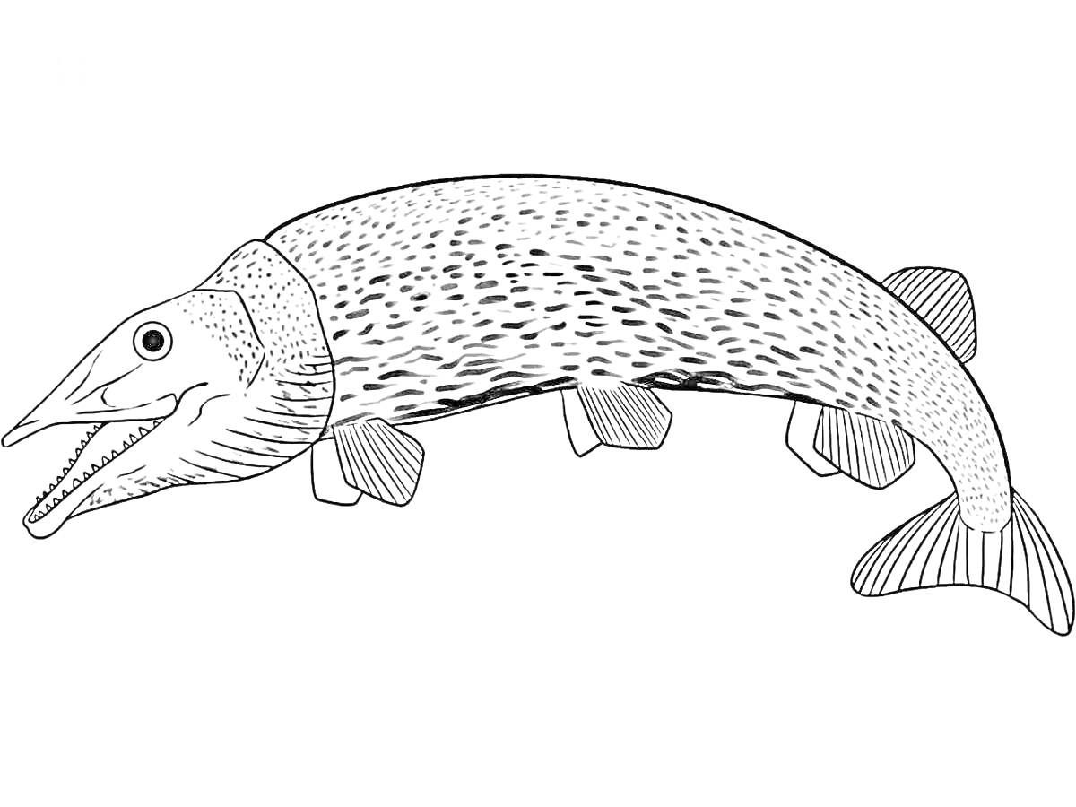Раскраска Щука с открытым ртом и пятью плавниками в виде раскраски