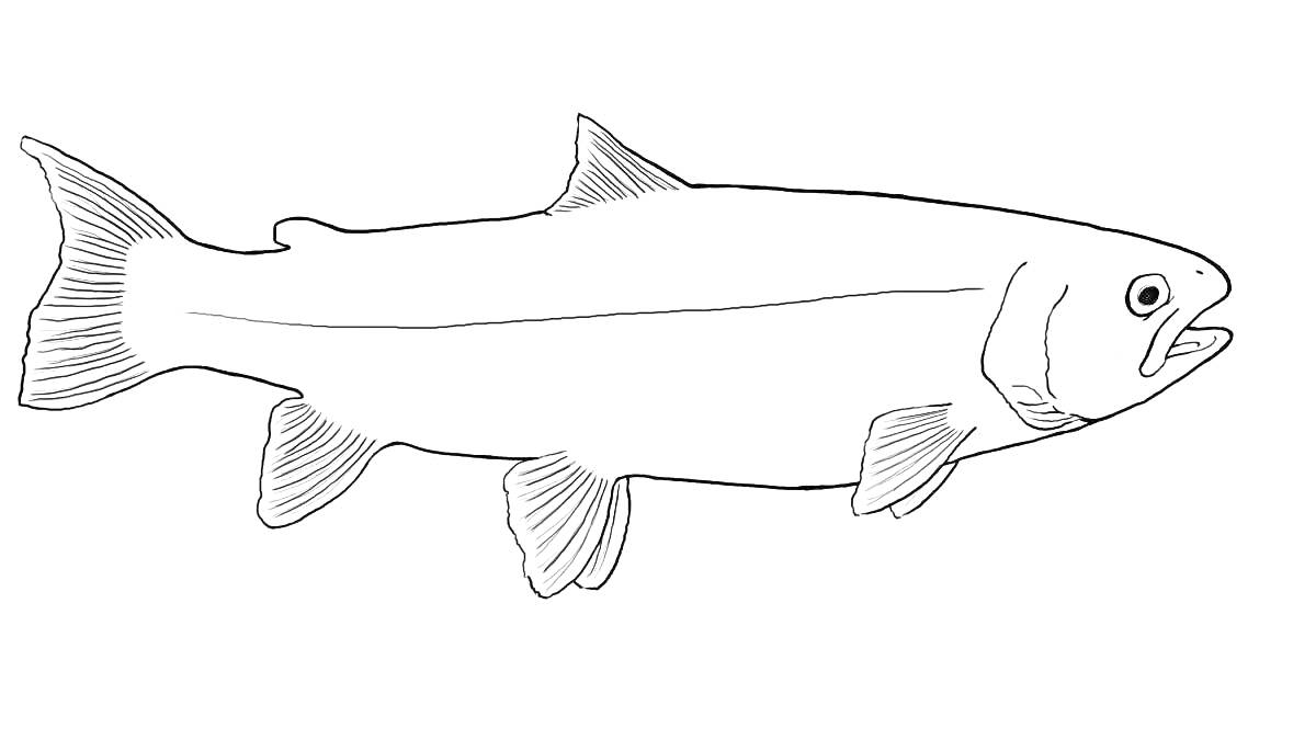 Раскраска Раскраска форель — рыба сбоку с плавниками и открытым ртом