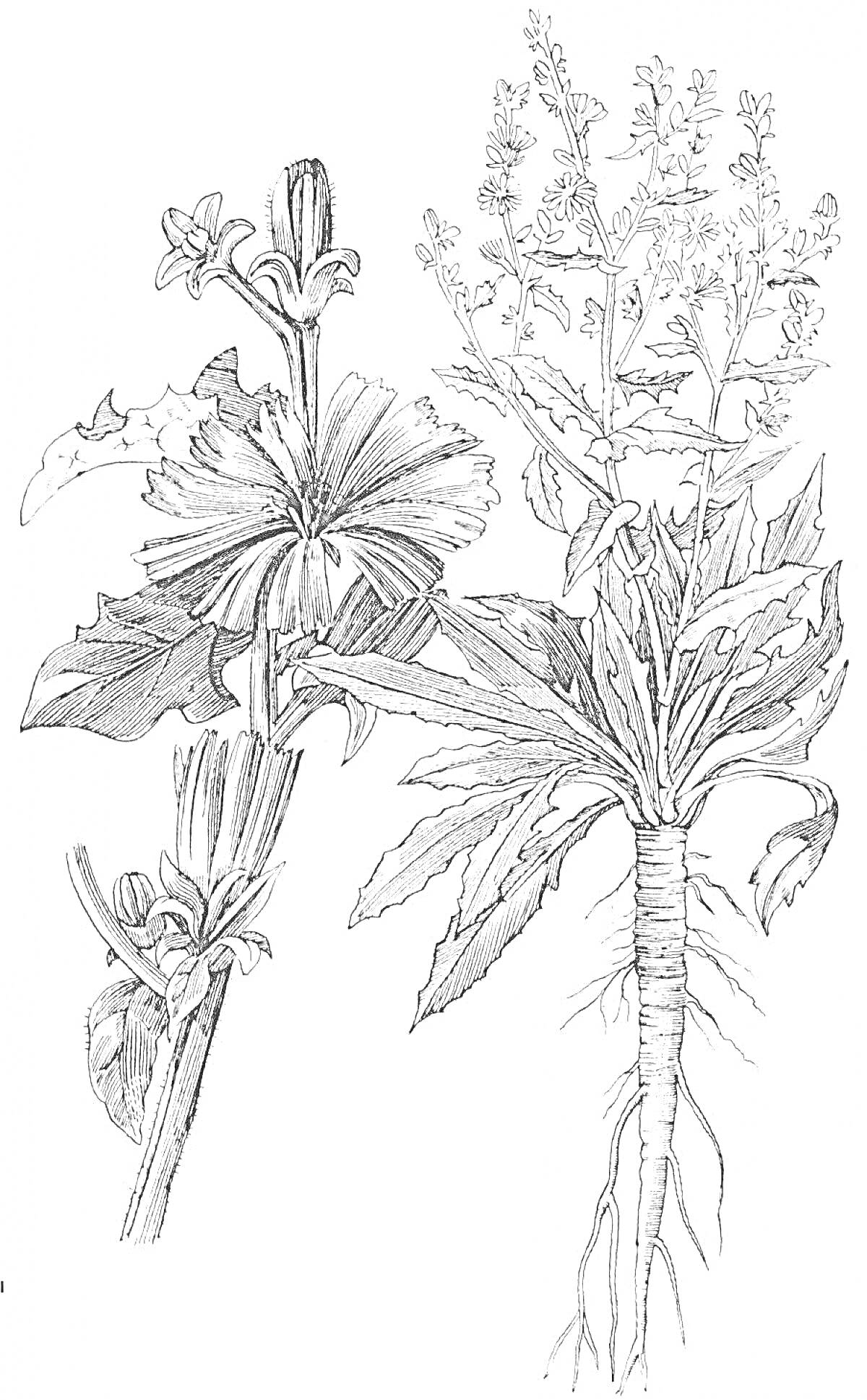 Раскраска Цветы и корень цикория