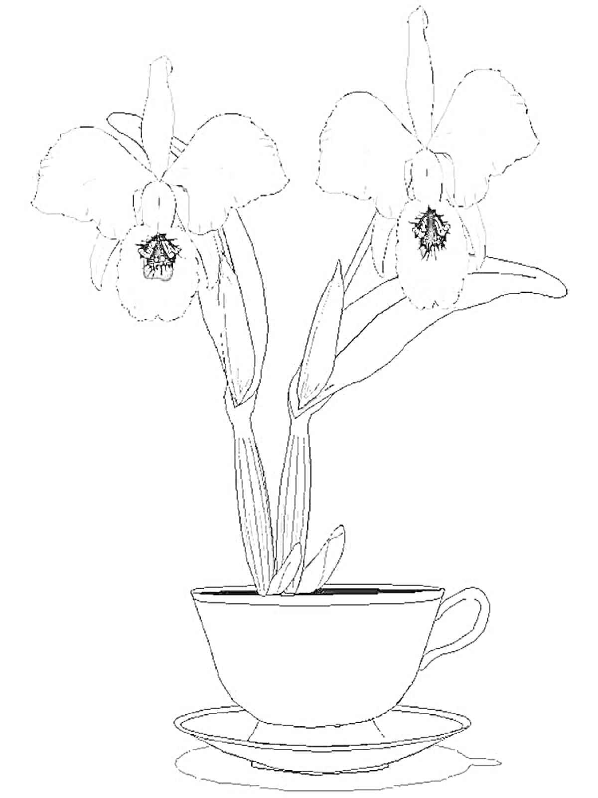 На раскраске изображено: Орхидея, Листья, Цветы, Растения, Блюдца, Чашки