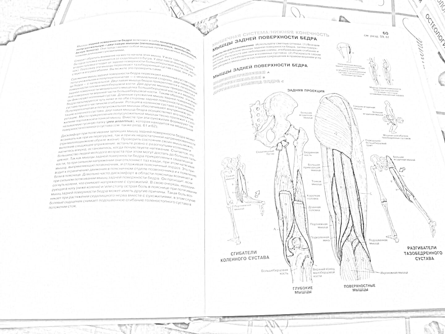 На раскраске изображено: Атлас, Анатомия, Человек, Вены, Схема, Учебник, Медицина, Биология