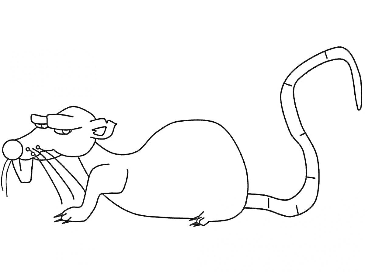 Раскраска Крыска с длинным хвостом и усами