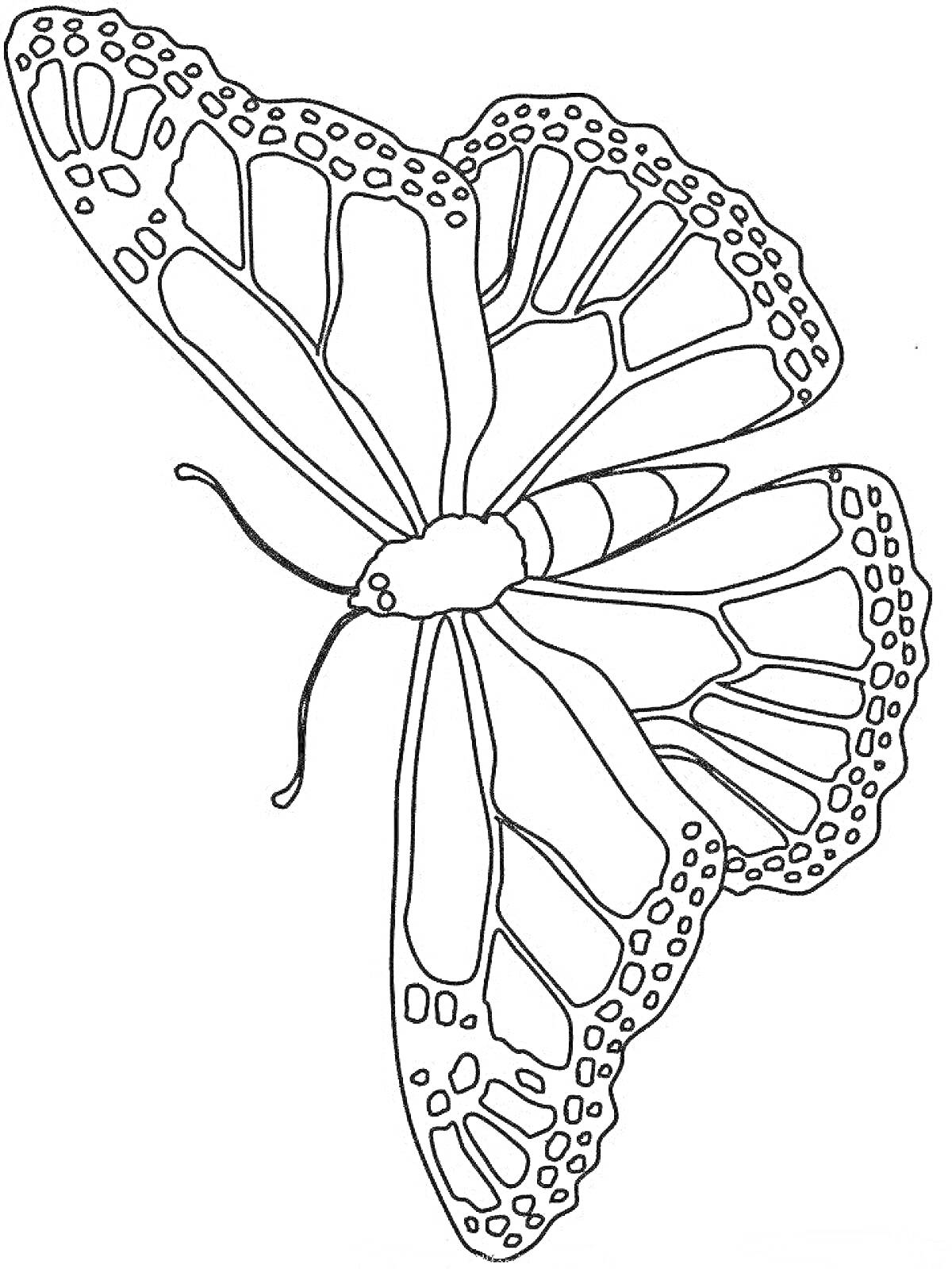 Раскраска Одинокая бабочка с узорчатыми крыльями