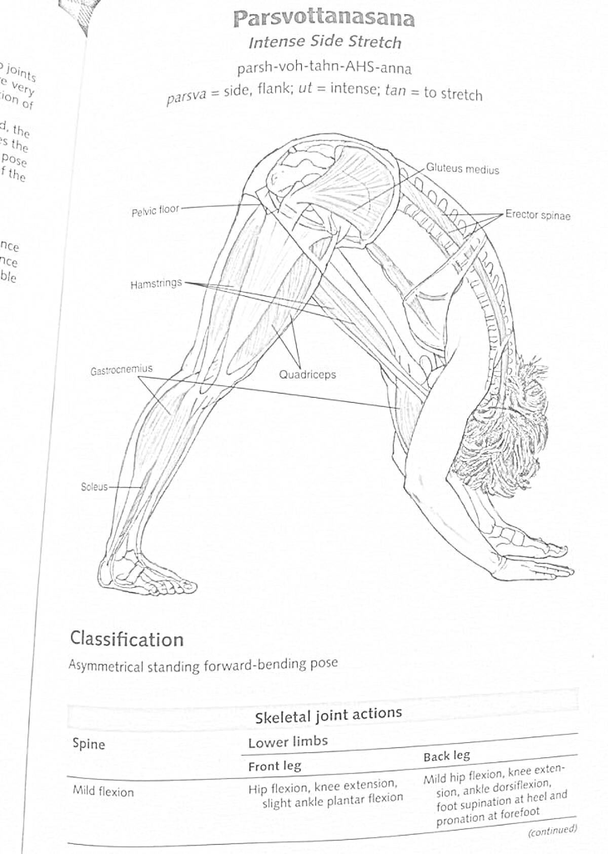 Раскраска Паршвоттанасана (интенсивный боковой наклон) с анатомическими обозначениями мышц (дельтовидная мышца, лопатка, большая ягодичная мышца, подколенное сухожилие, икроножная мышца, квадрицепс, четырёхугольная мышца бедра)
