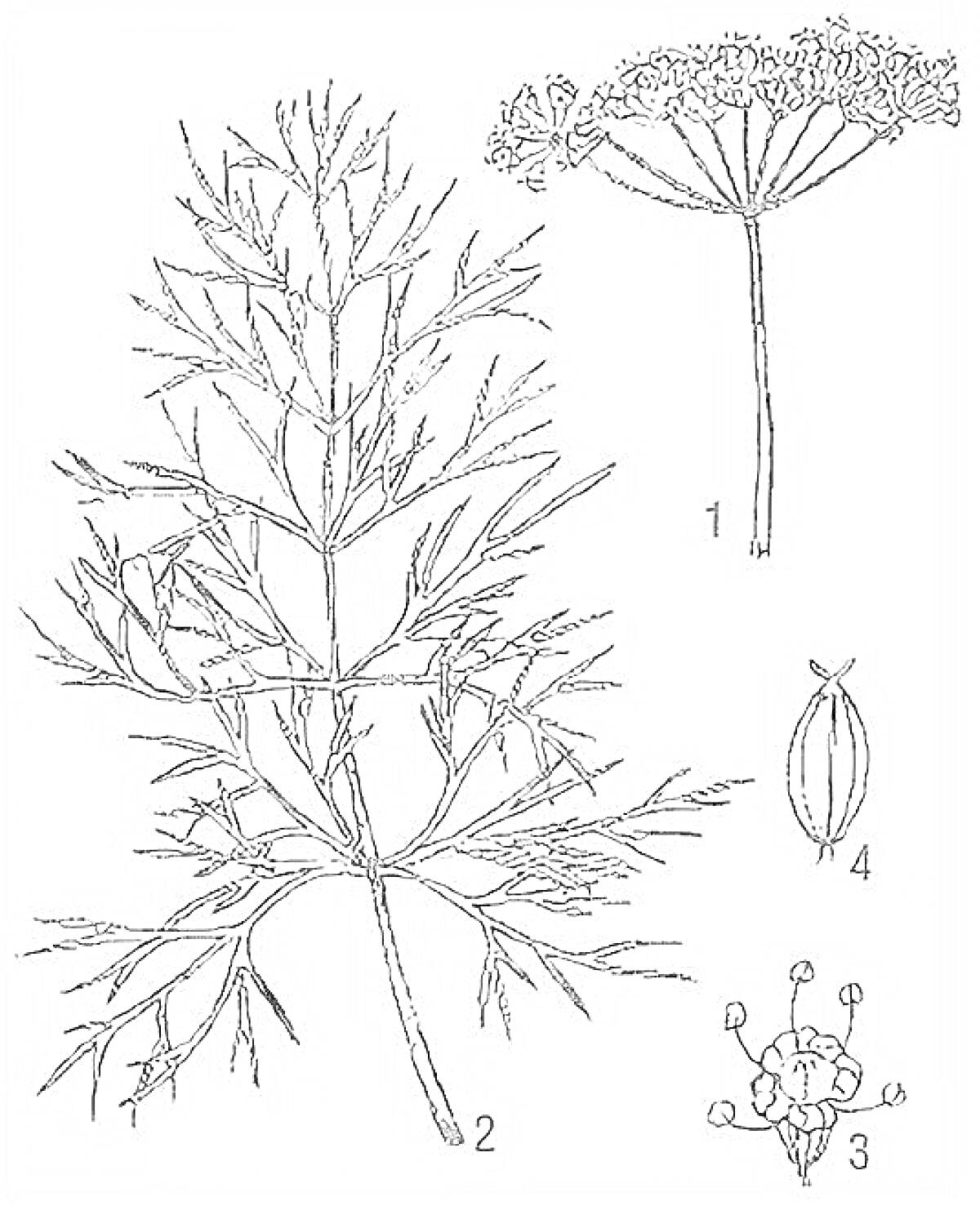 Раскраска Укроп - куст, цветок, семена и диаграмма цветка