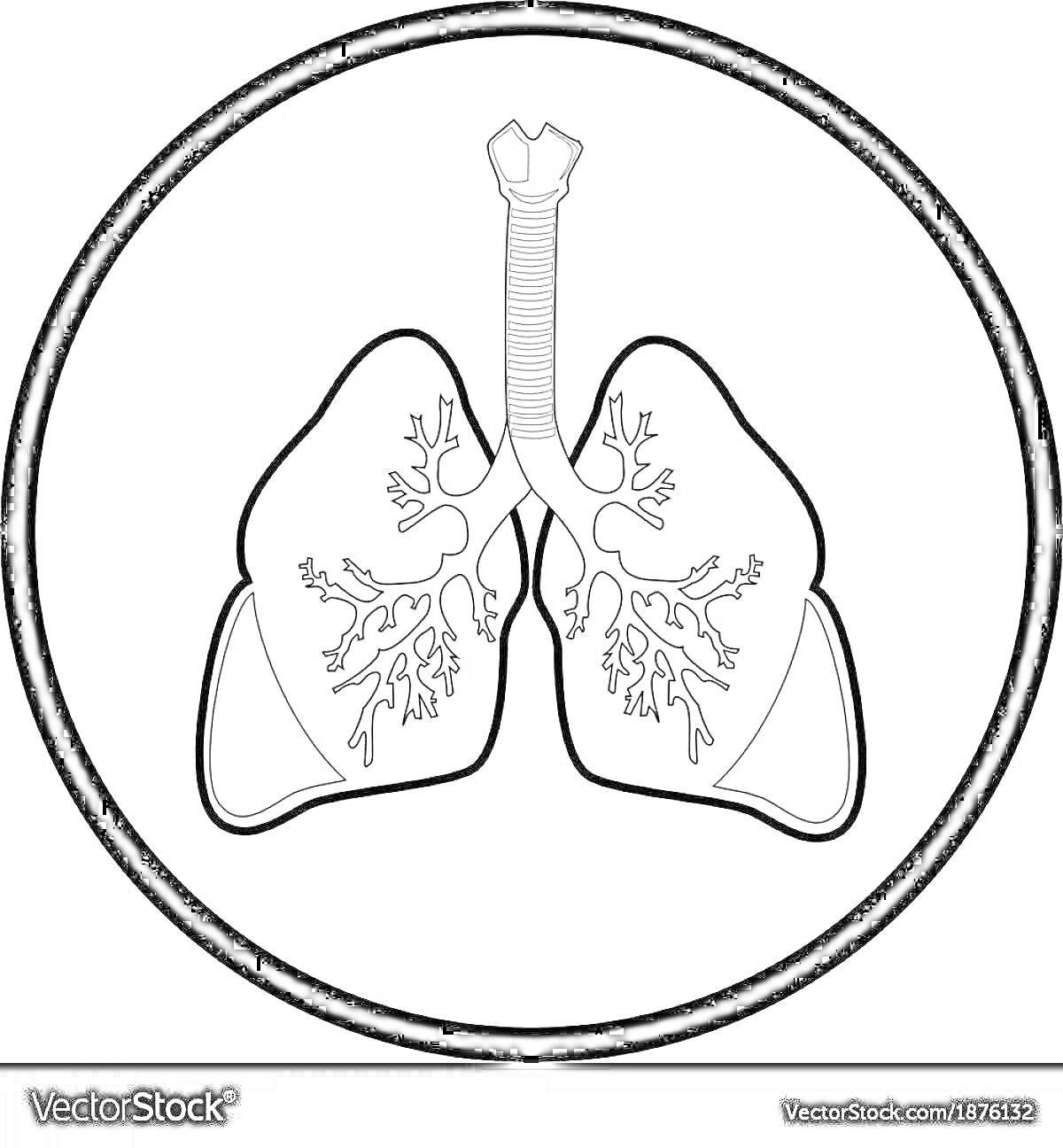 Раскраска Раскраска легкие человека, трахея и бронхи в круге