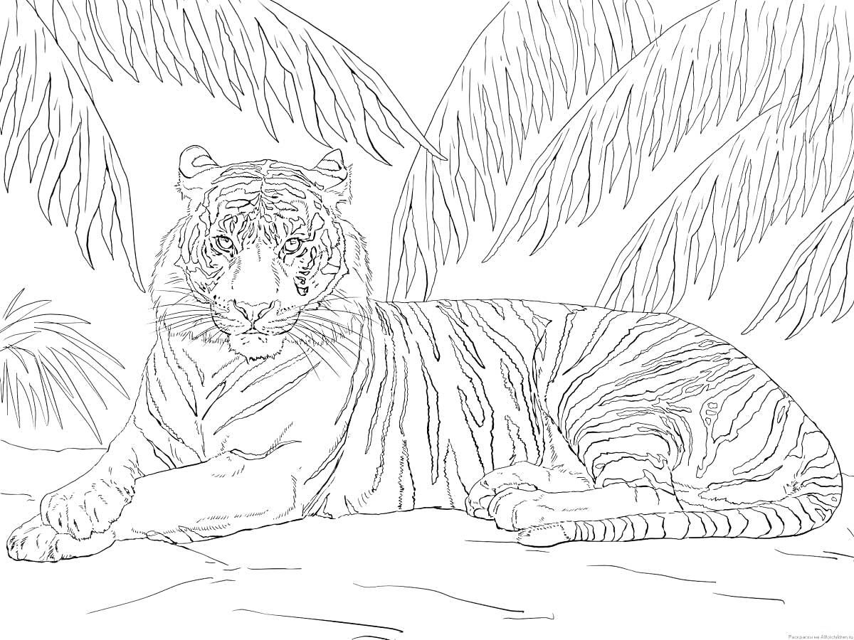 На раскраске изображено: Тигрица, Тигр, Джунгли, Пальмовые листья, Животные