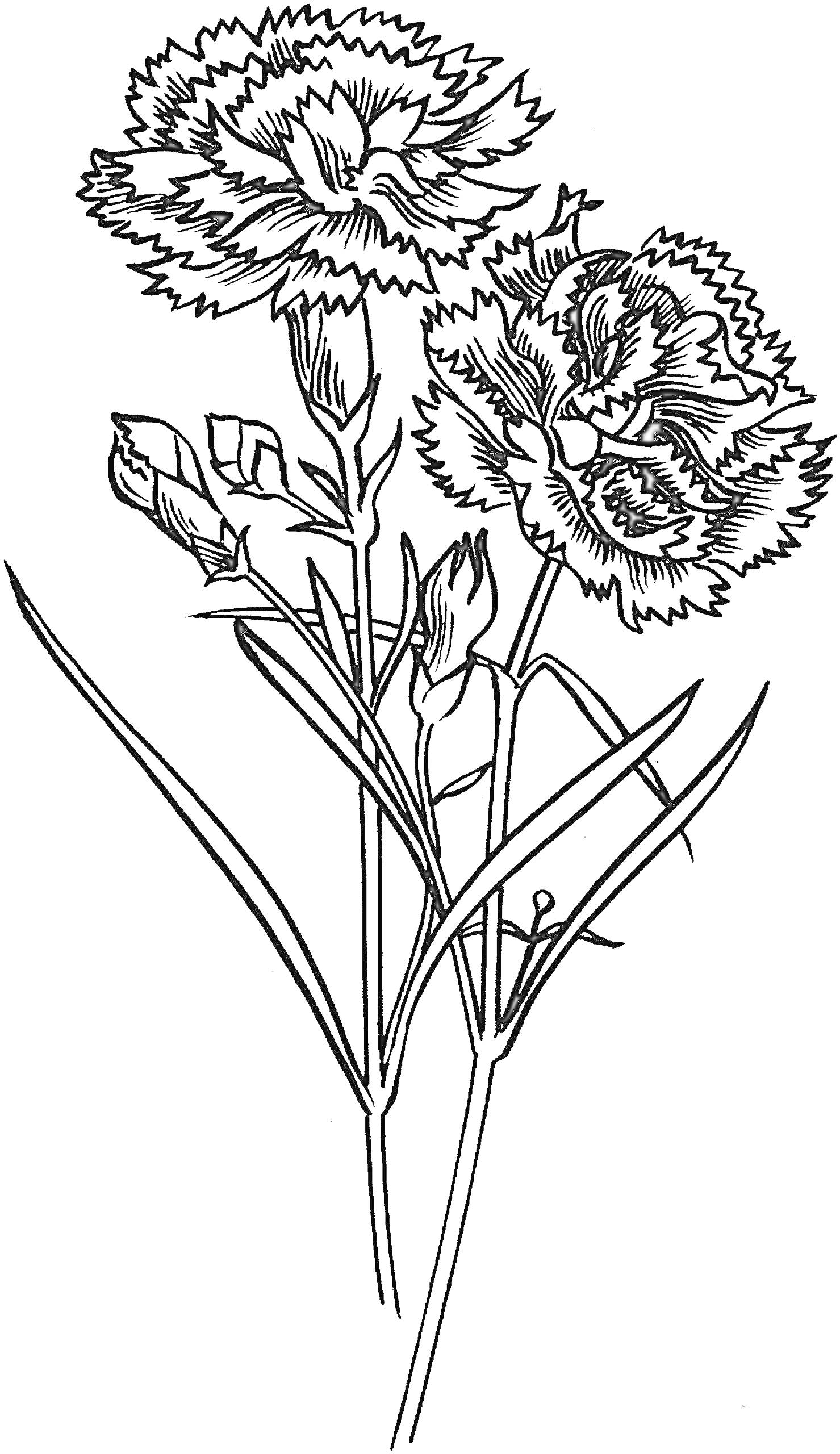 Раскраска Гвоздика - два крупных цветка гвоздики с зубчатыми лепестками, бутоны и листья на стеблях