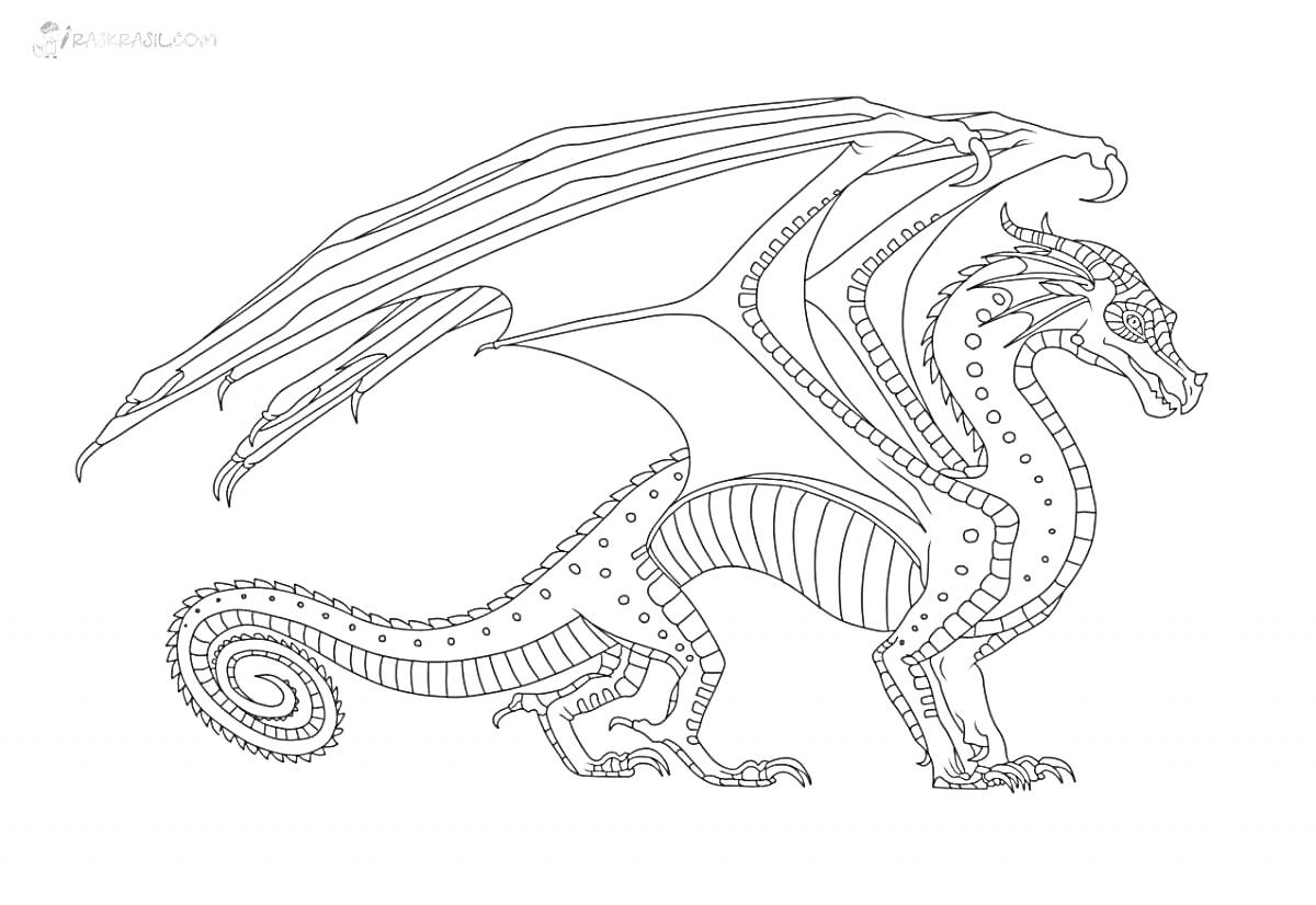 Раскраска Дракон с большими крыльями и шипами на спине, с узорами по телу и хвосту