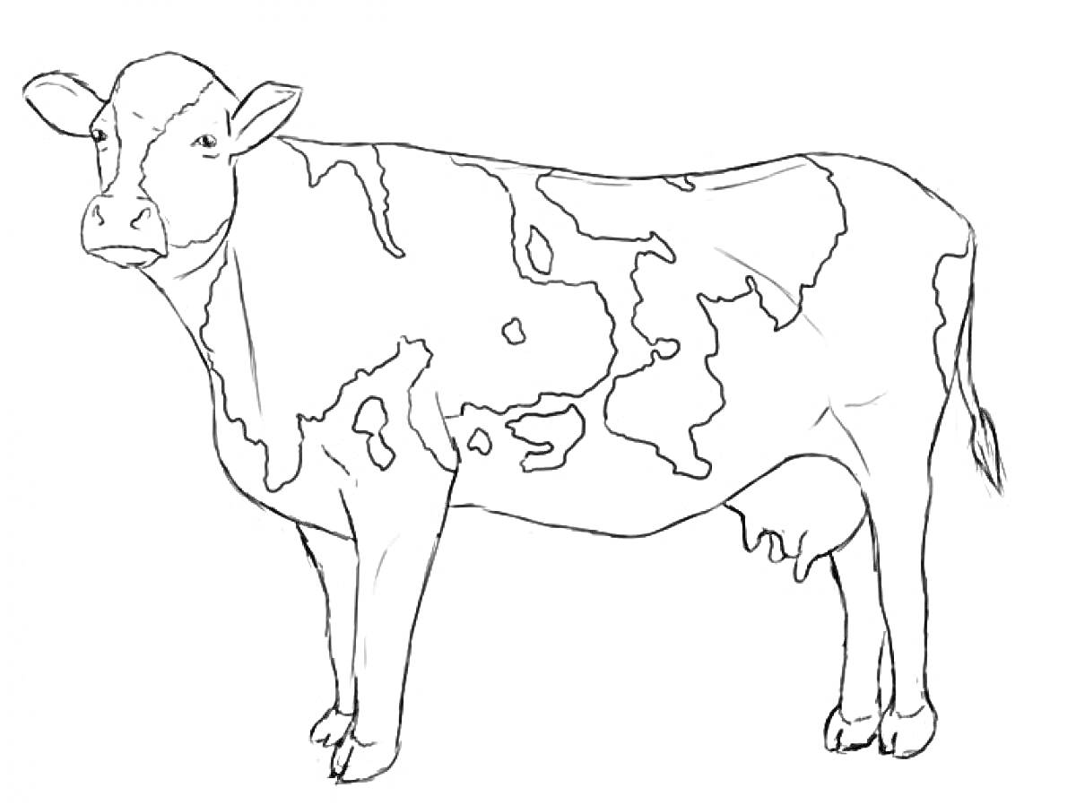 Раскраска Корова на белом фоне