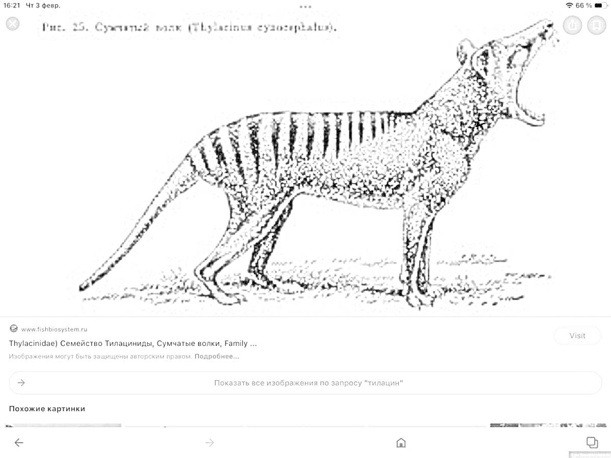 Раскраска Сумчатый волк (Thylacinus cynocephalus) с открытой пастью, показывающий зубы, стоящий на траве.