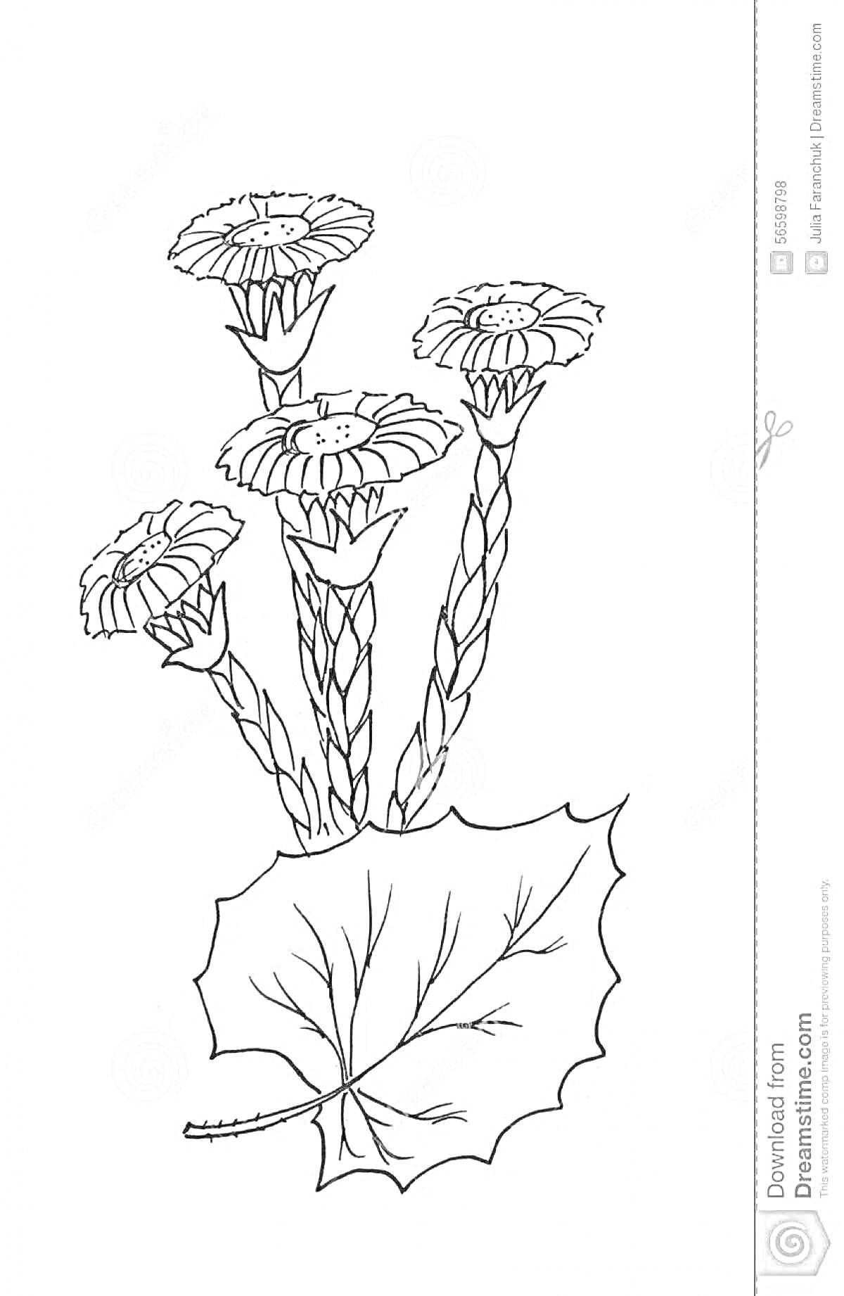 Раскраска Цветок мать-и-мачеха с четырьмя цветками и одним листом