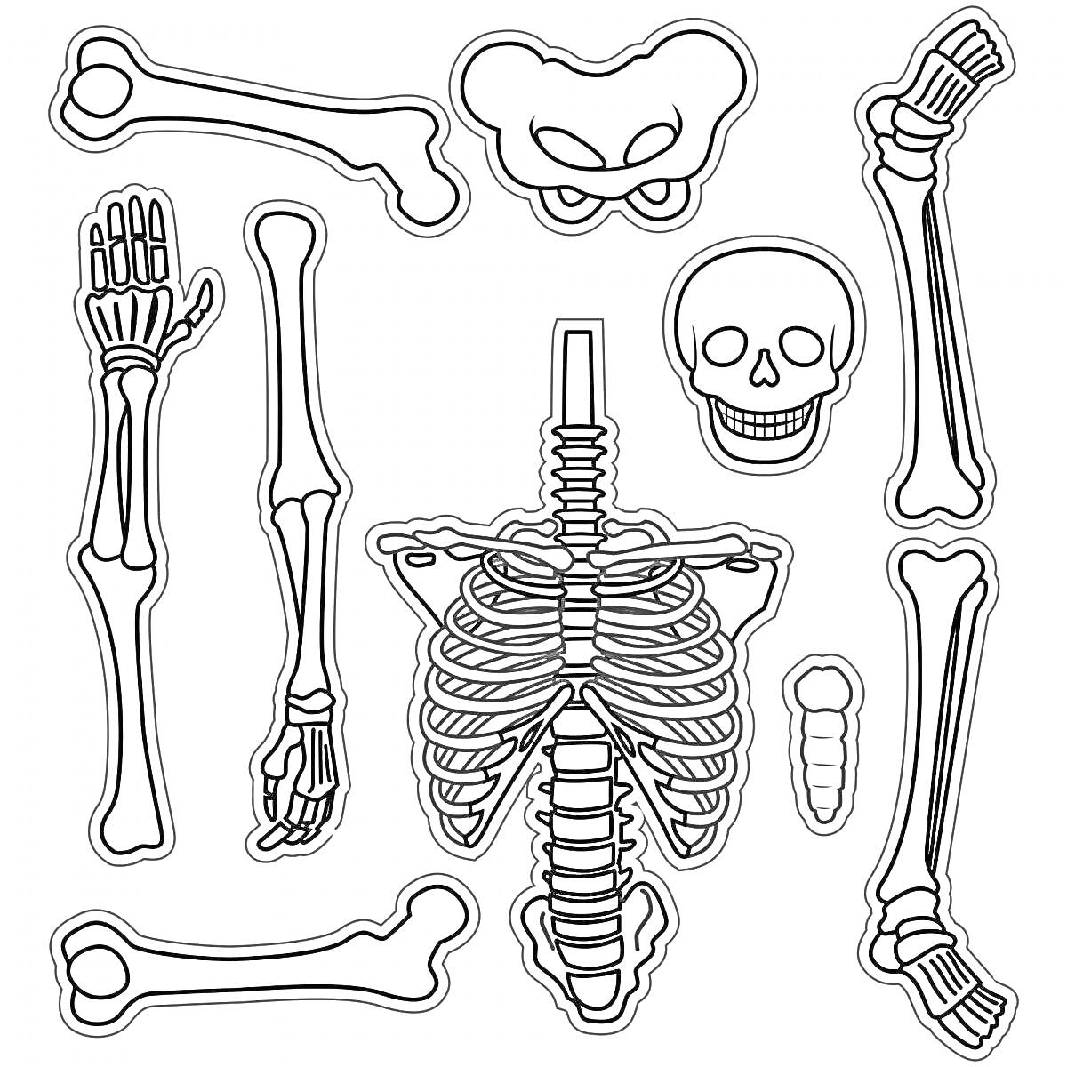 На раскраске изображено: Кости, Скелет, Череп, Рёбра, Позвоночник, Анатомия