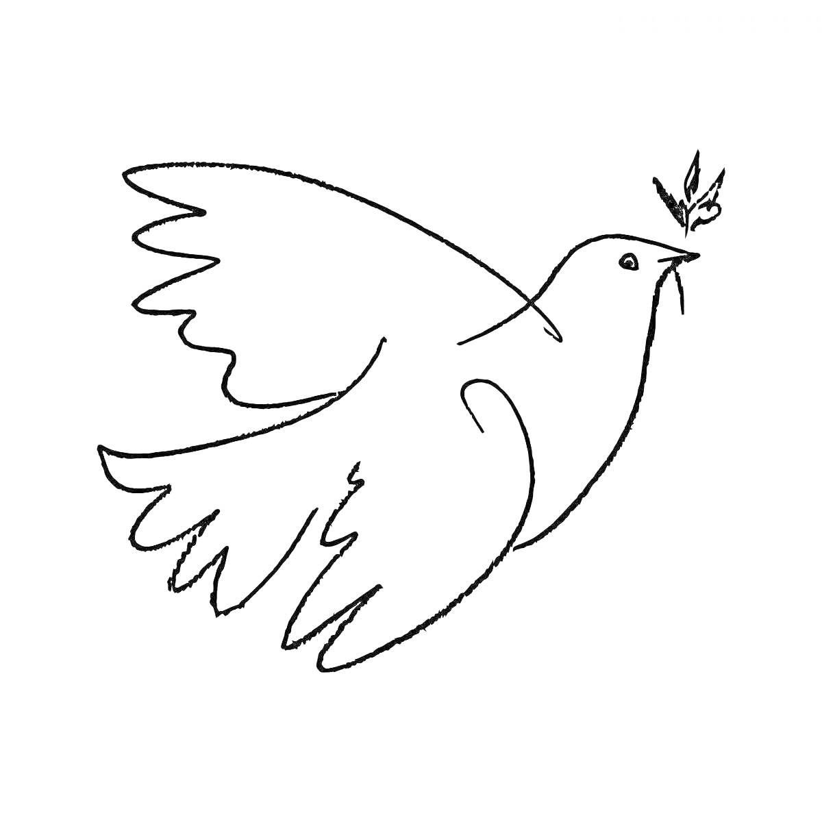 На раскраске изображено: Птица, Оливковая ветвь, Для детей, 3-4 года, Мир
