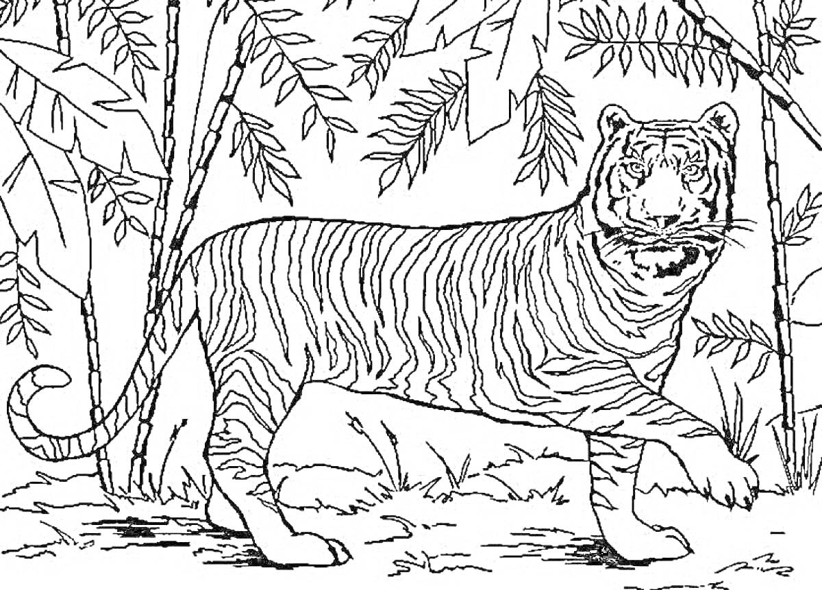 На раскраске изображено: Тигр, Амурский тигр, Лес, Бамбук, Растительность, Животные, Природа, Дикая природа, Хищники