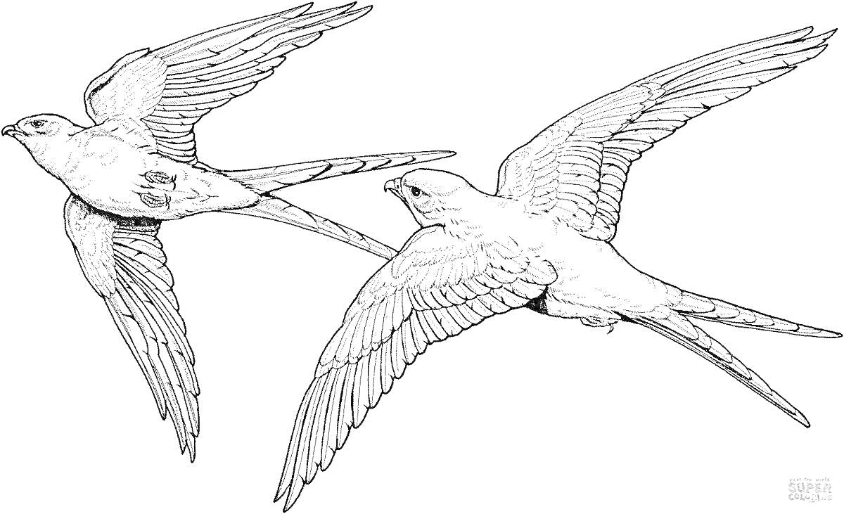 Раскраска Два летающих стрижа с расправленными крыльями