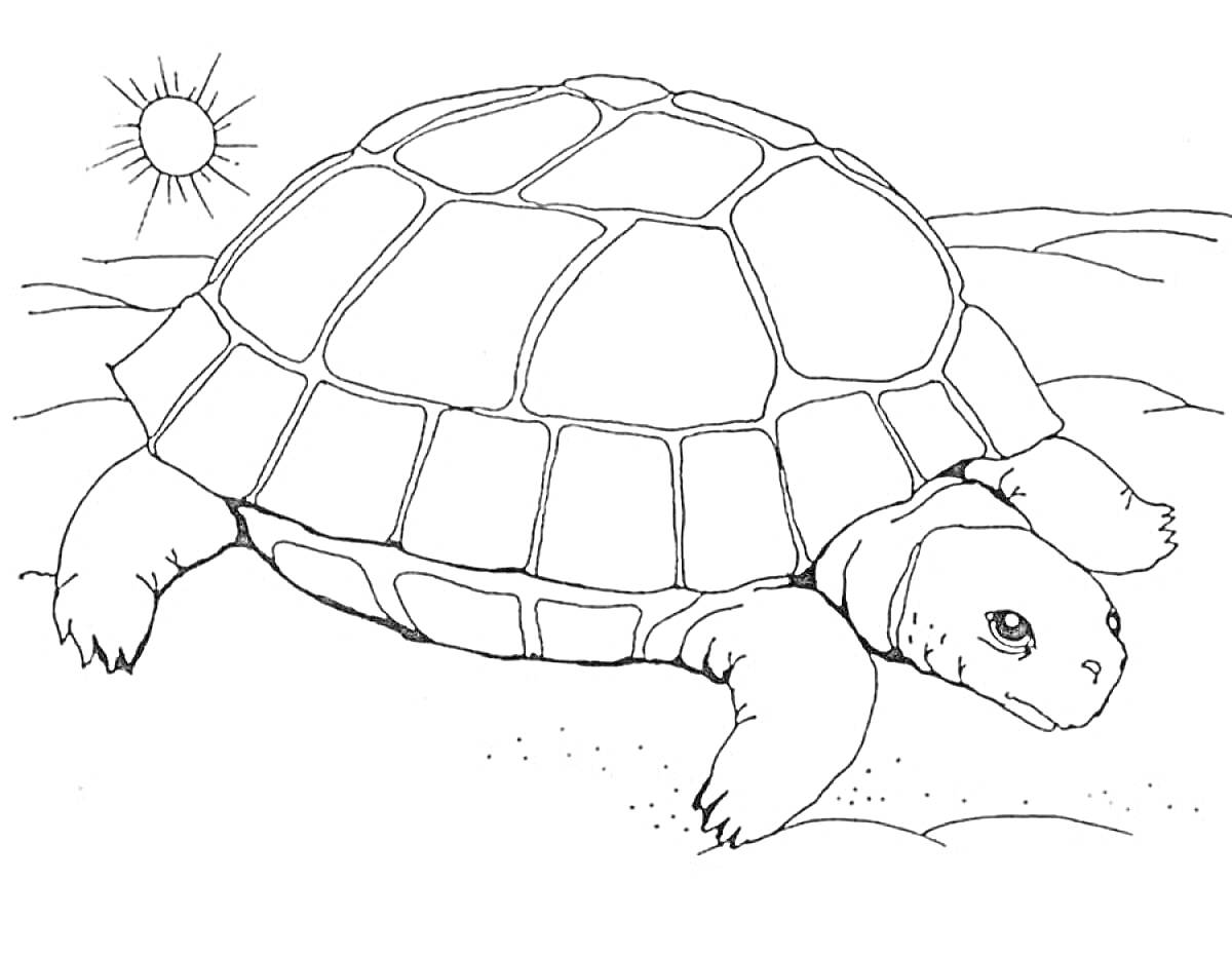 На раскраске изображено: Черепаха, Солнце, Песок, Для детей 3-4 лет, Природа, Пустыня